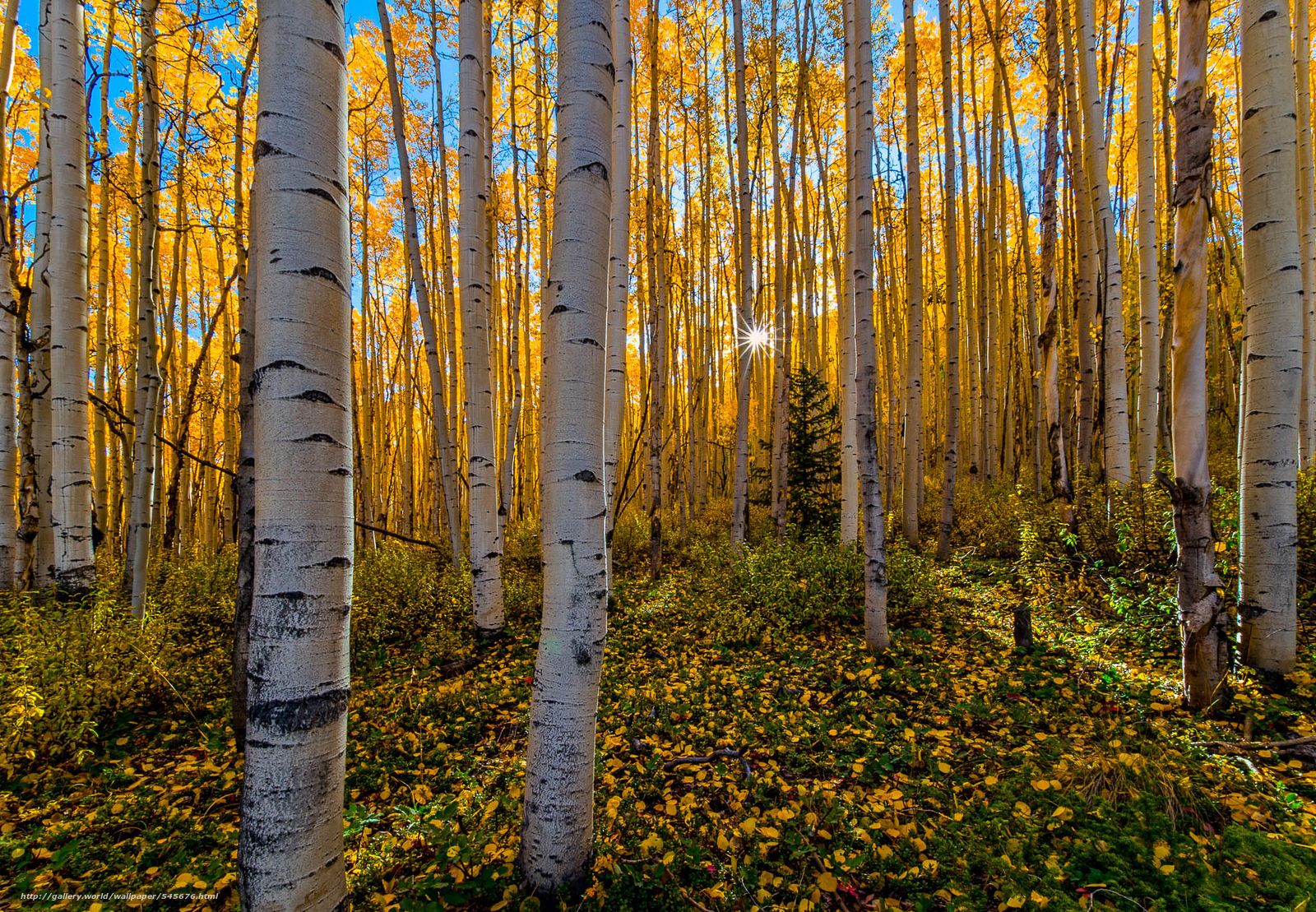 Autumn Colorado Wallpapers