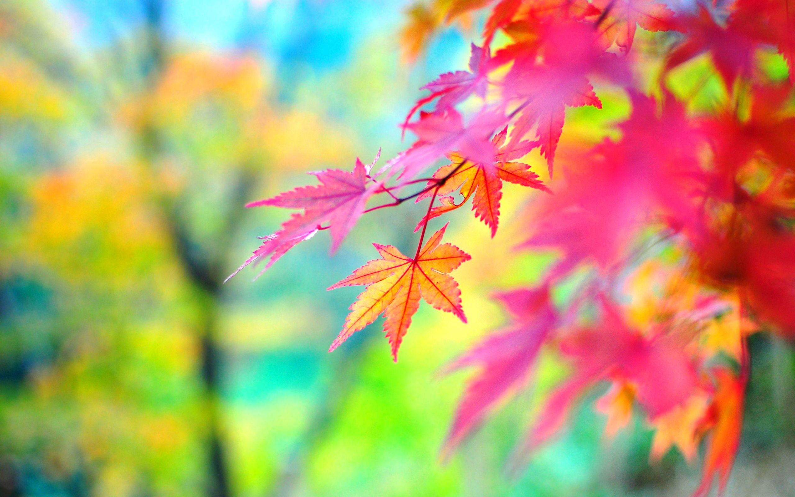Autumn Colors Wallpapers