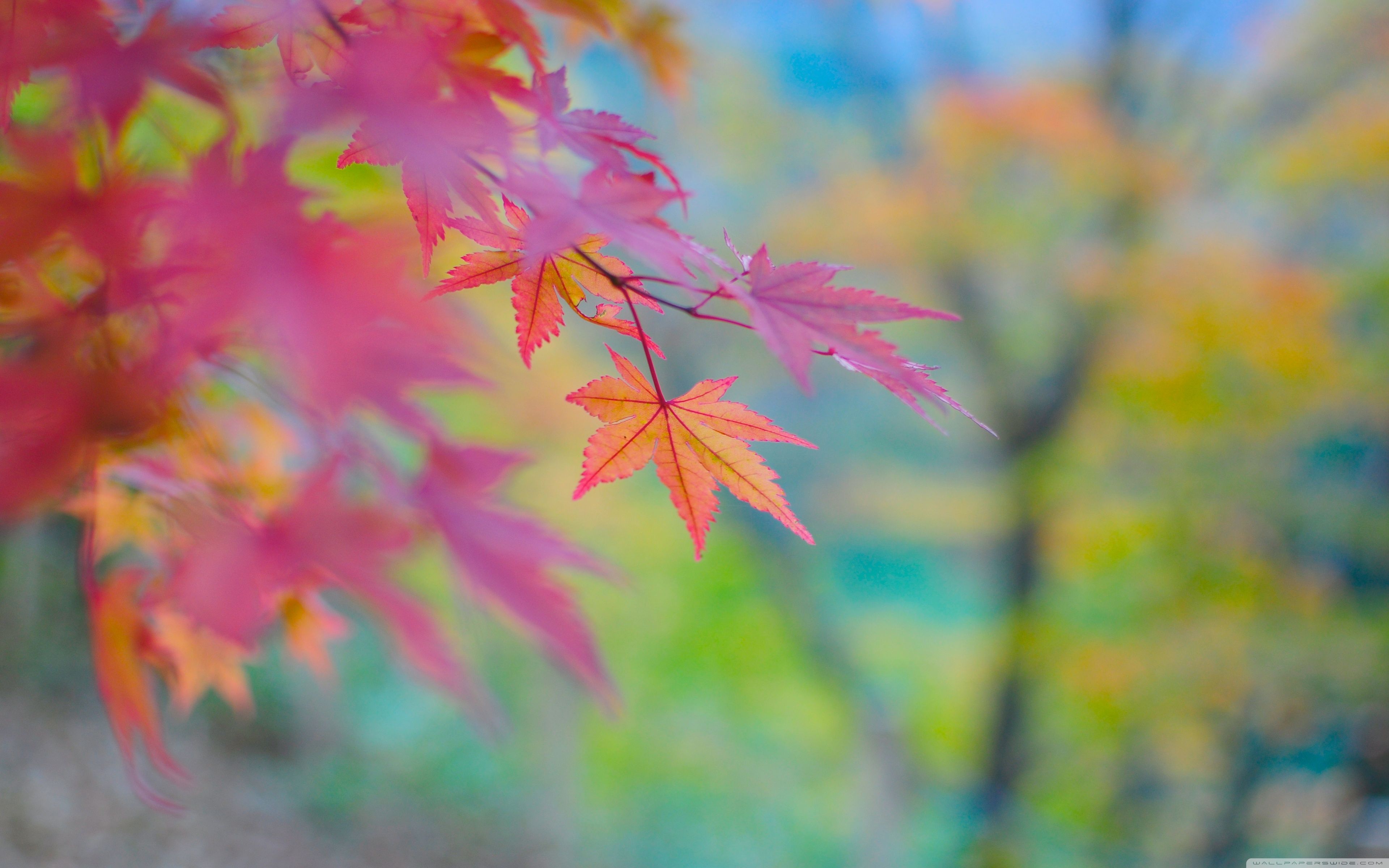 Autumn Colors Wallpapers