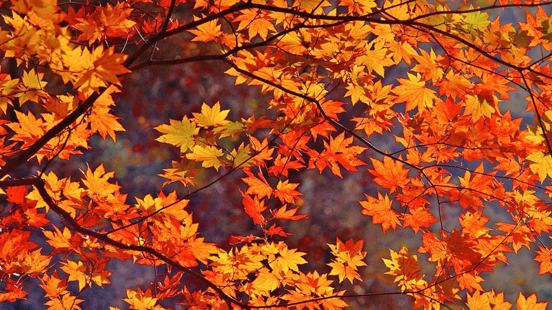 Autumn Colors Wallpapers