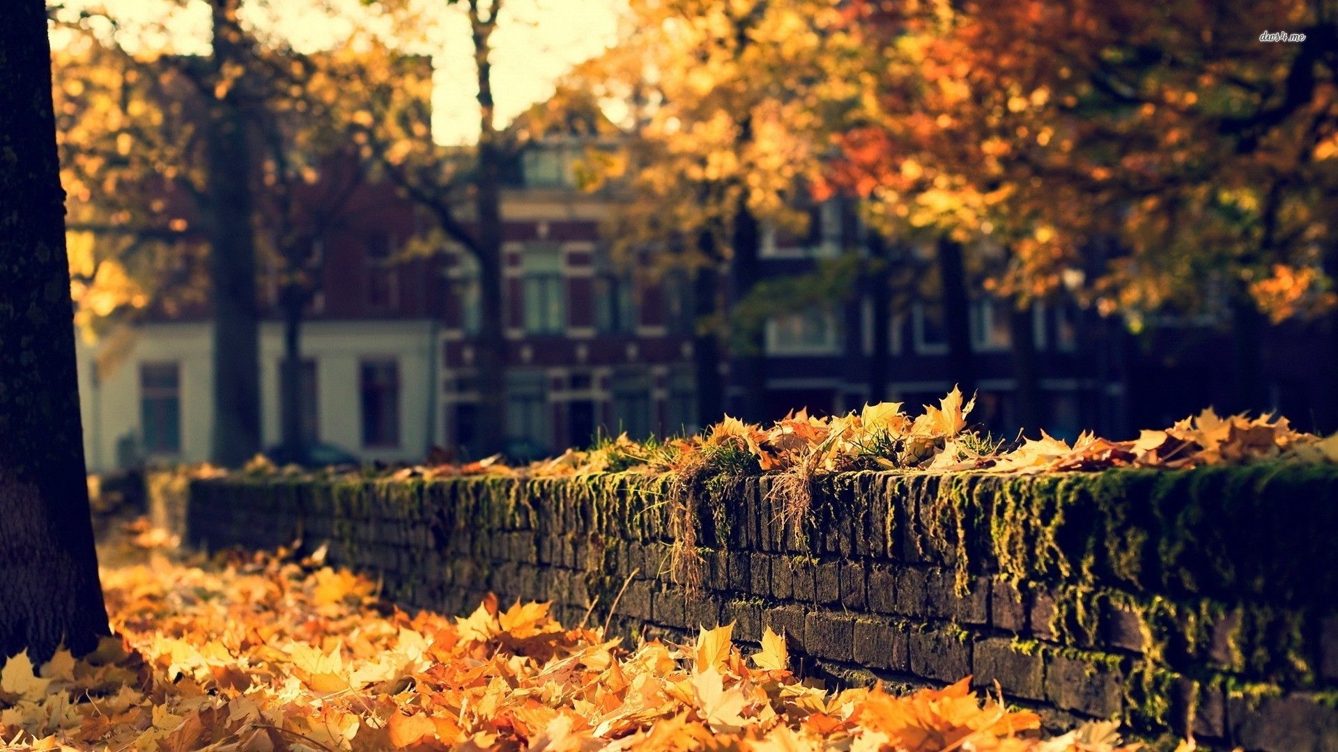 Autumn Cozy Wallpapers