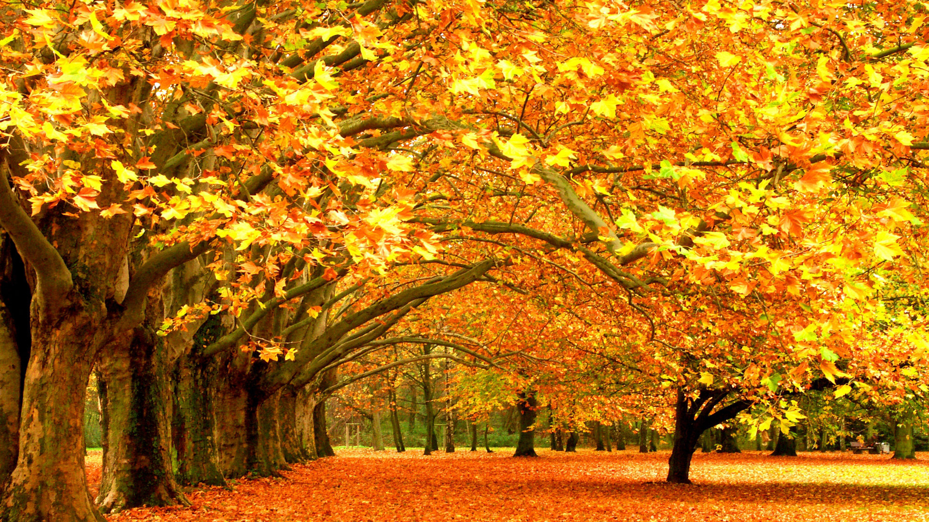 Autumn Desktop Wallpapers