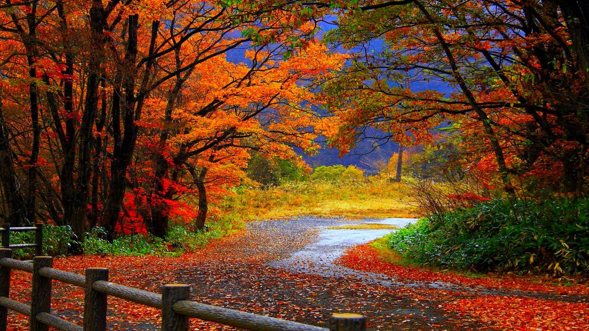 Autumn Fall Wallpapers