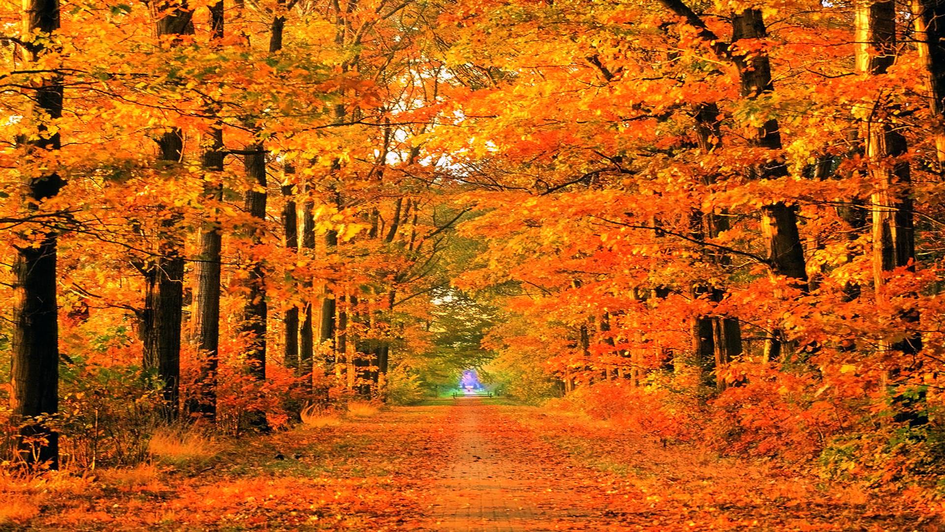 Autumn Fall Wallpapers