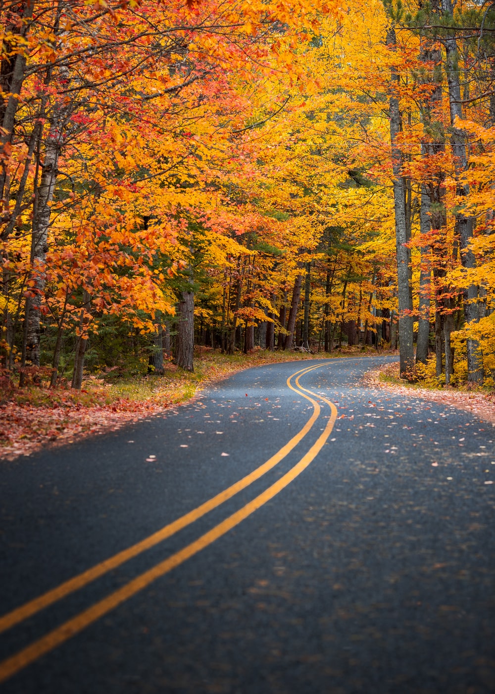 Autumn Fall Road Wallpapers