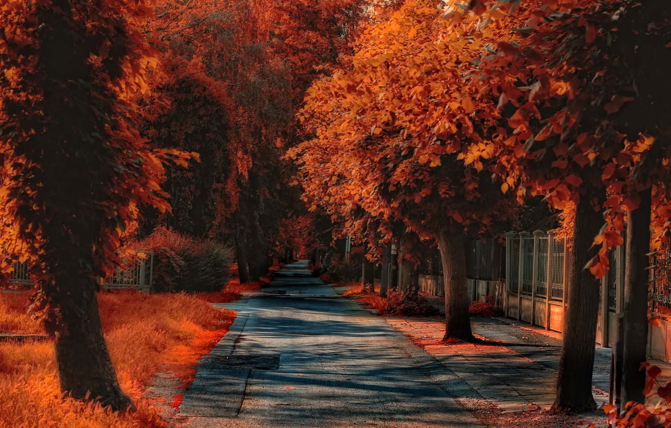 Autumn Fall Road Wallpapers