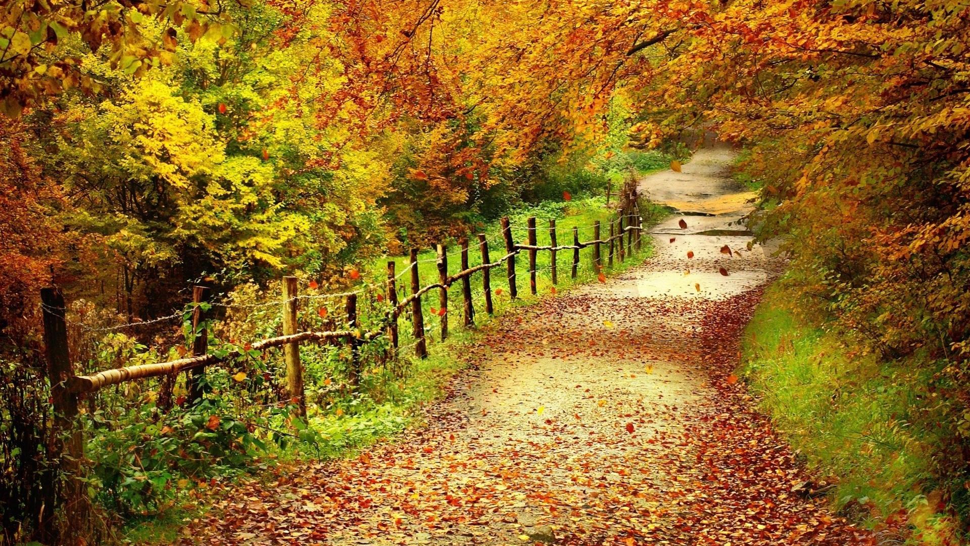 Autumn Fall Road Wallpapers