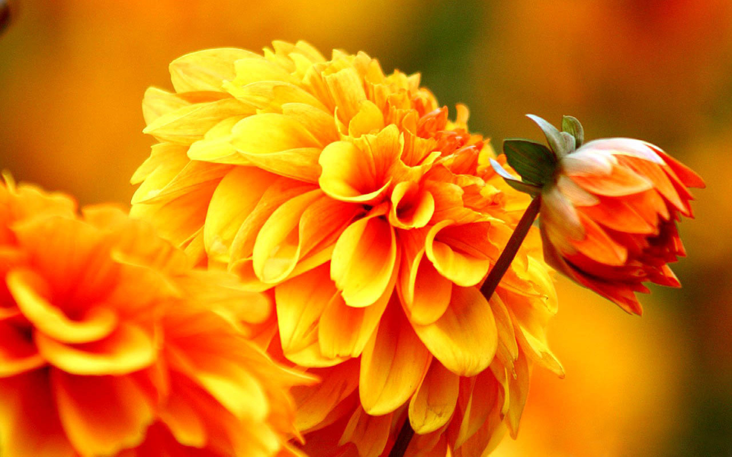 Autumn Floral Wallpapers