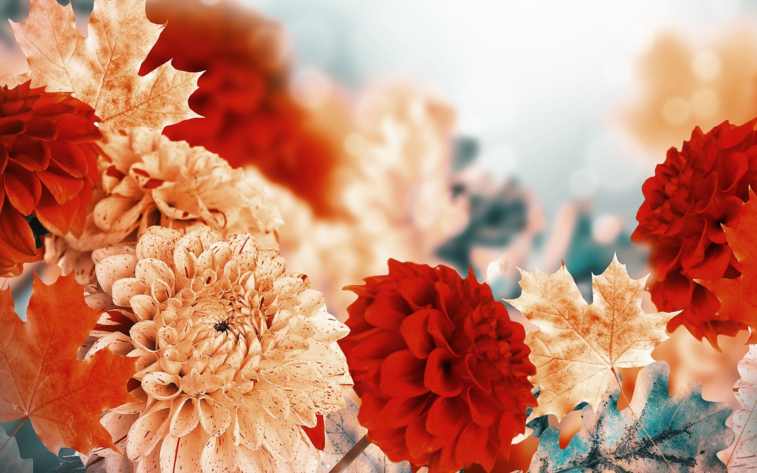 Autumn Flowers Desktop Wallpapers