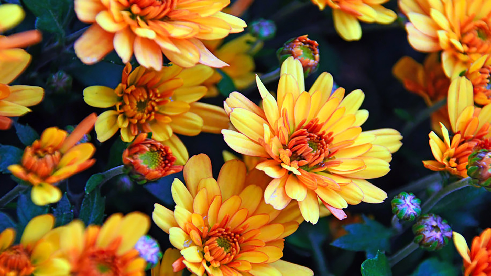 Autumn Flowers Desktop Wallpapers