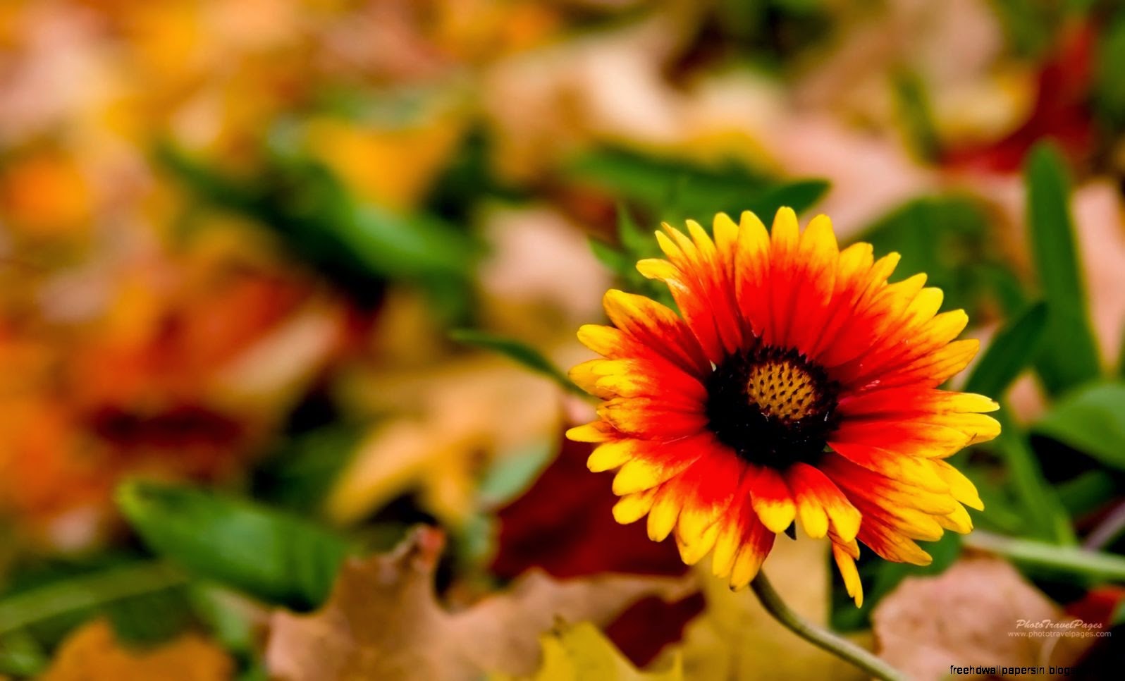 Autumn Flowers Desktop Wallpapers