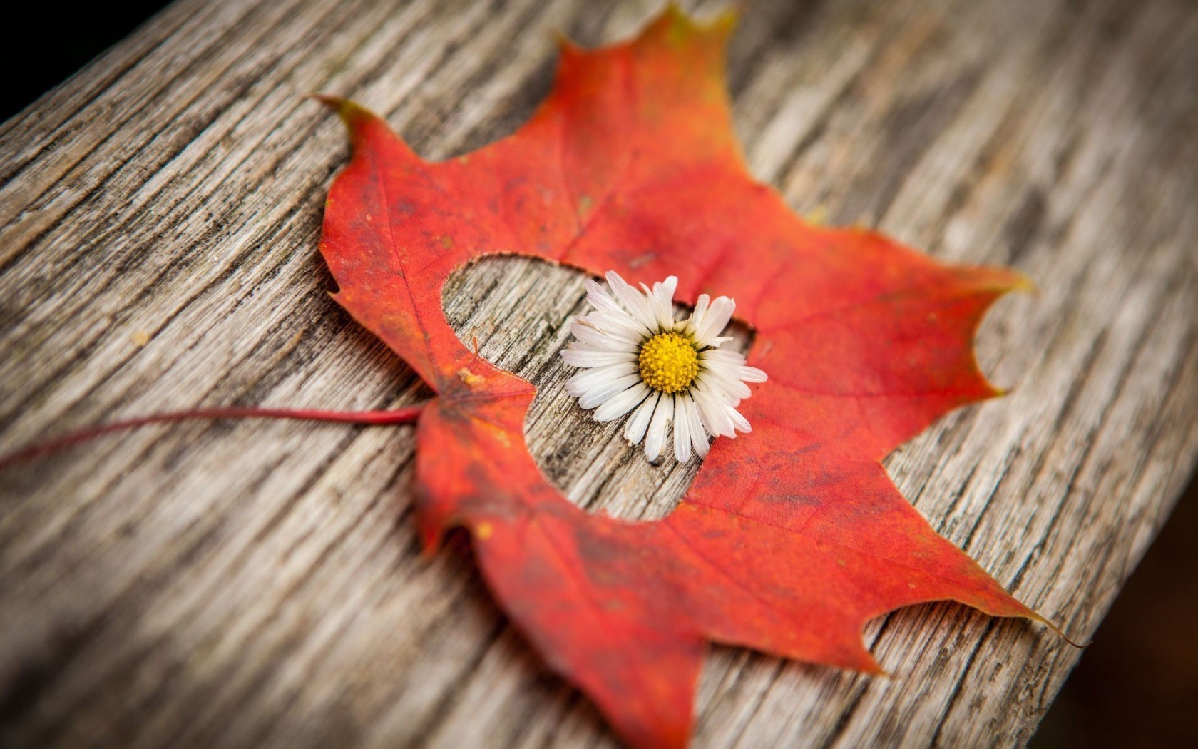 Autumn Flowers Desktop Wallpapers