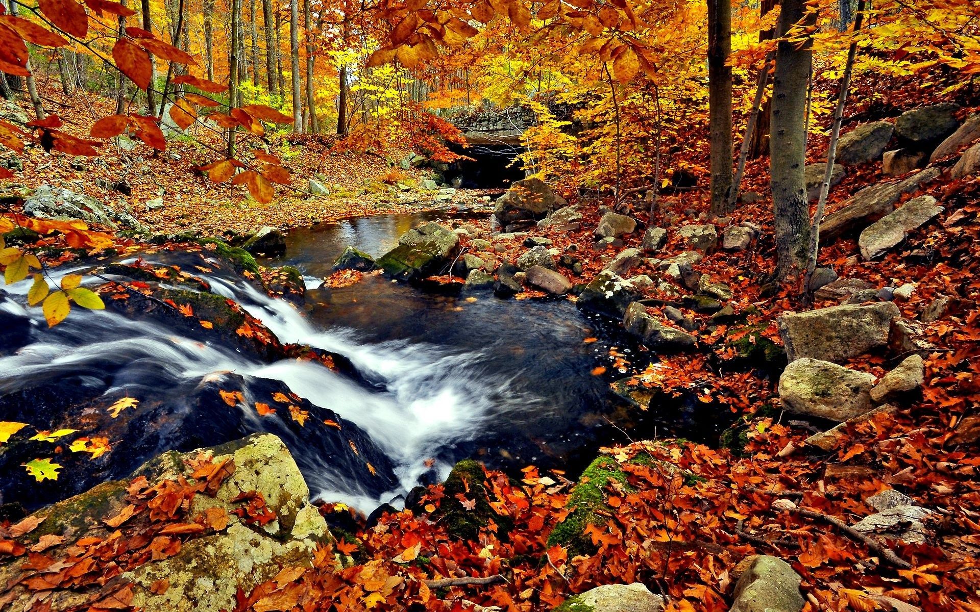 Autumn Forest Wallpapers