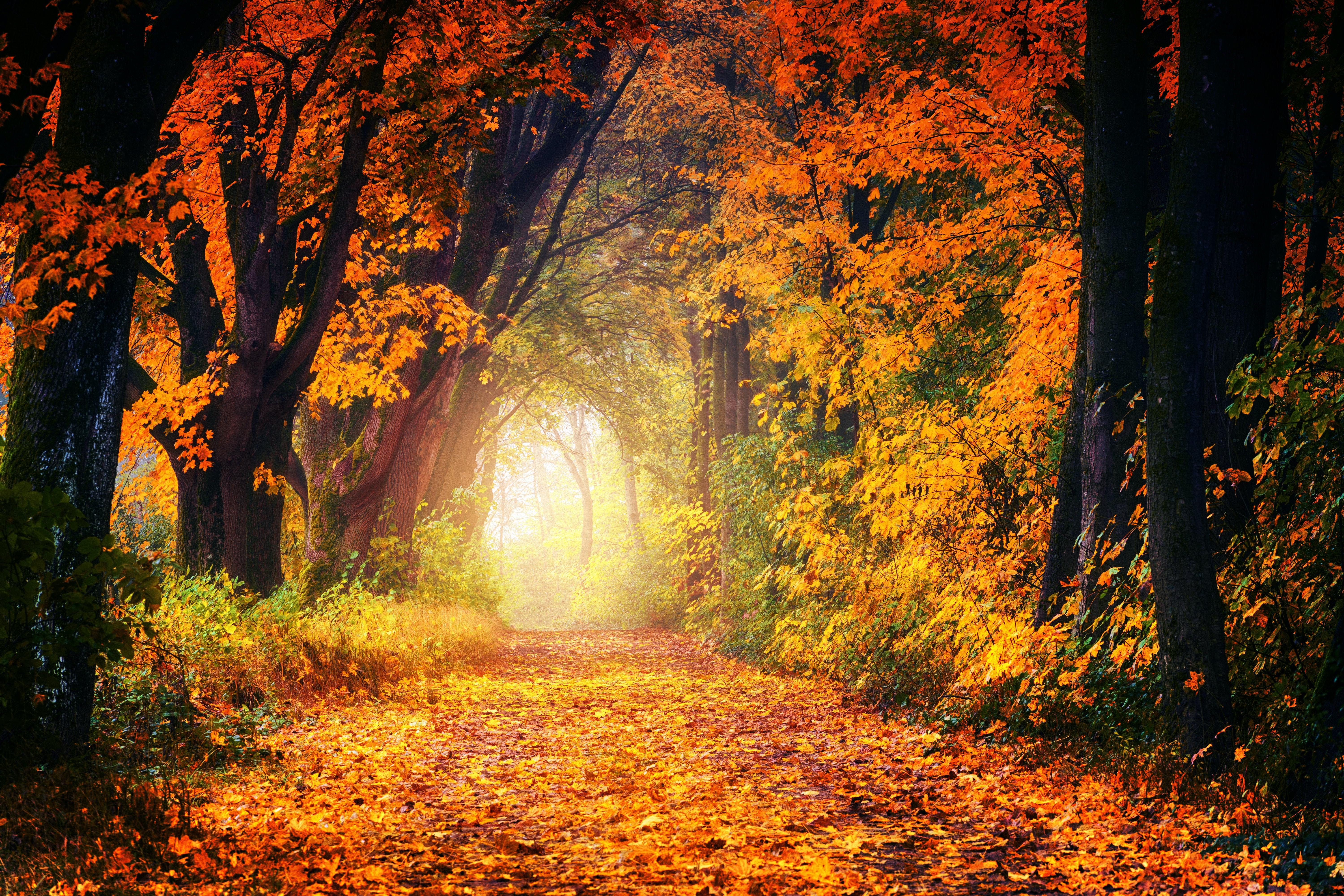 Autumn Forest Wallpapers