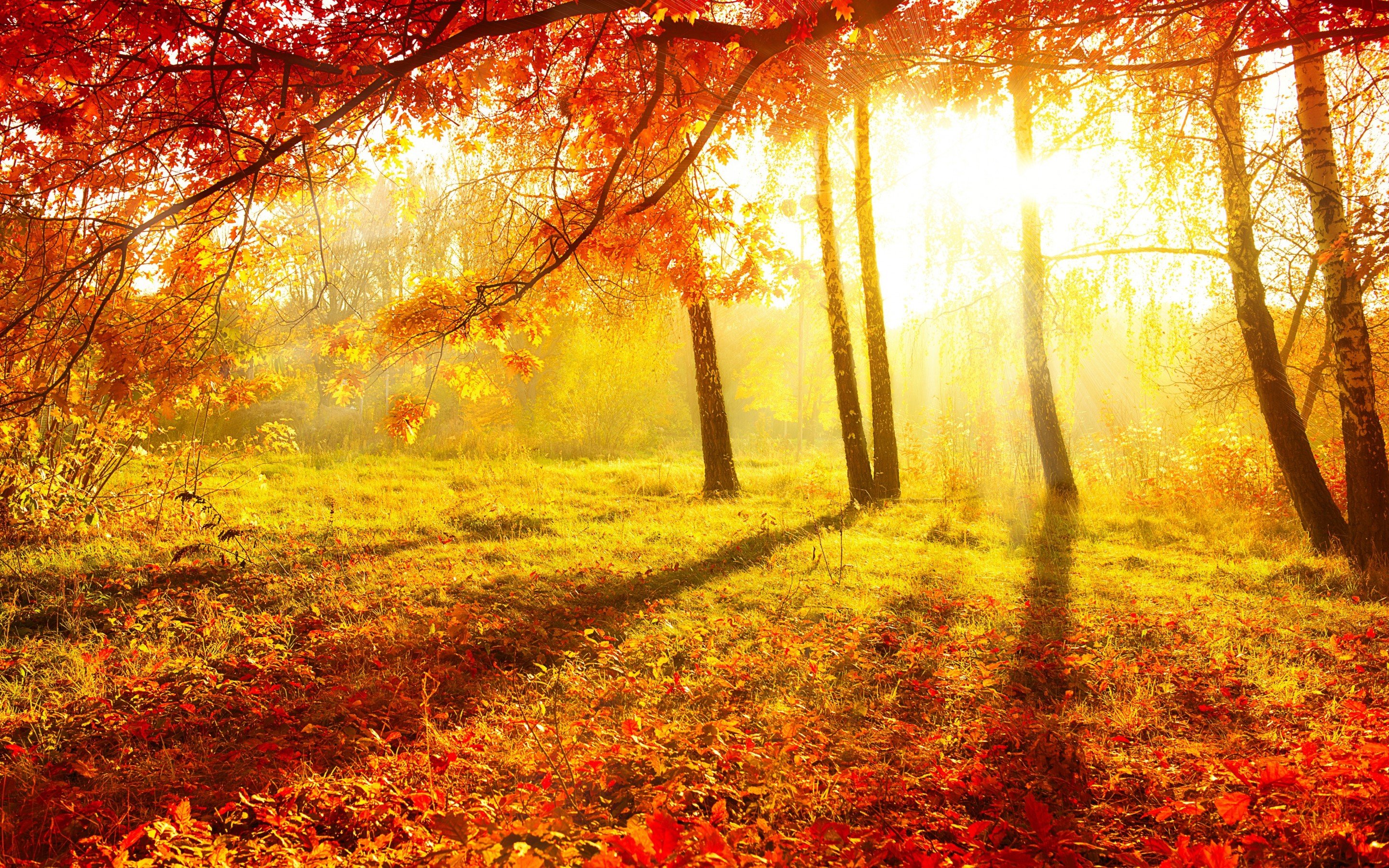 Autumn Forest Wallpapers