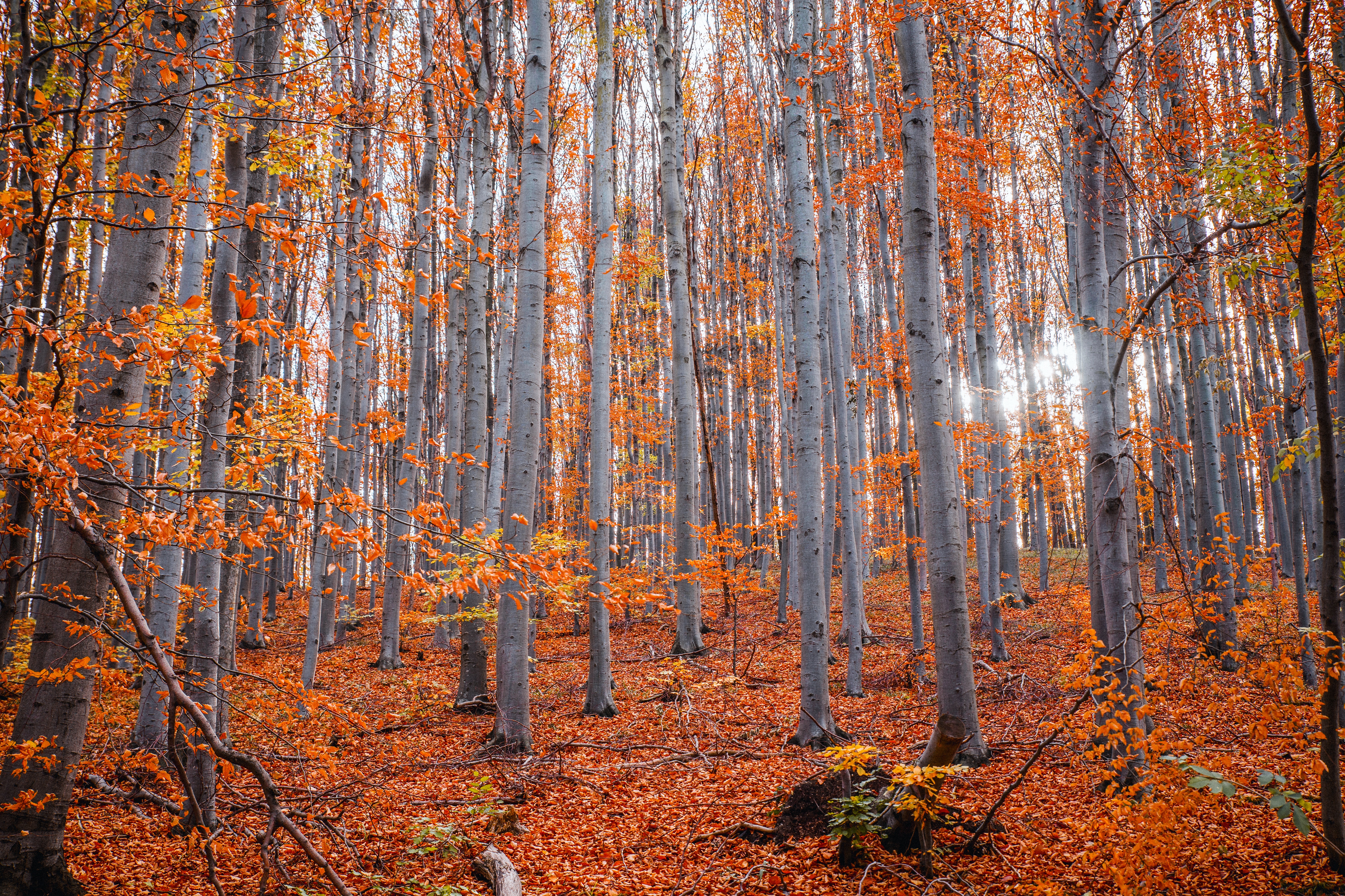 Autumn Forest Wallpapers