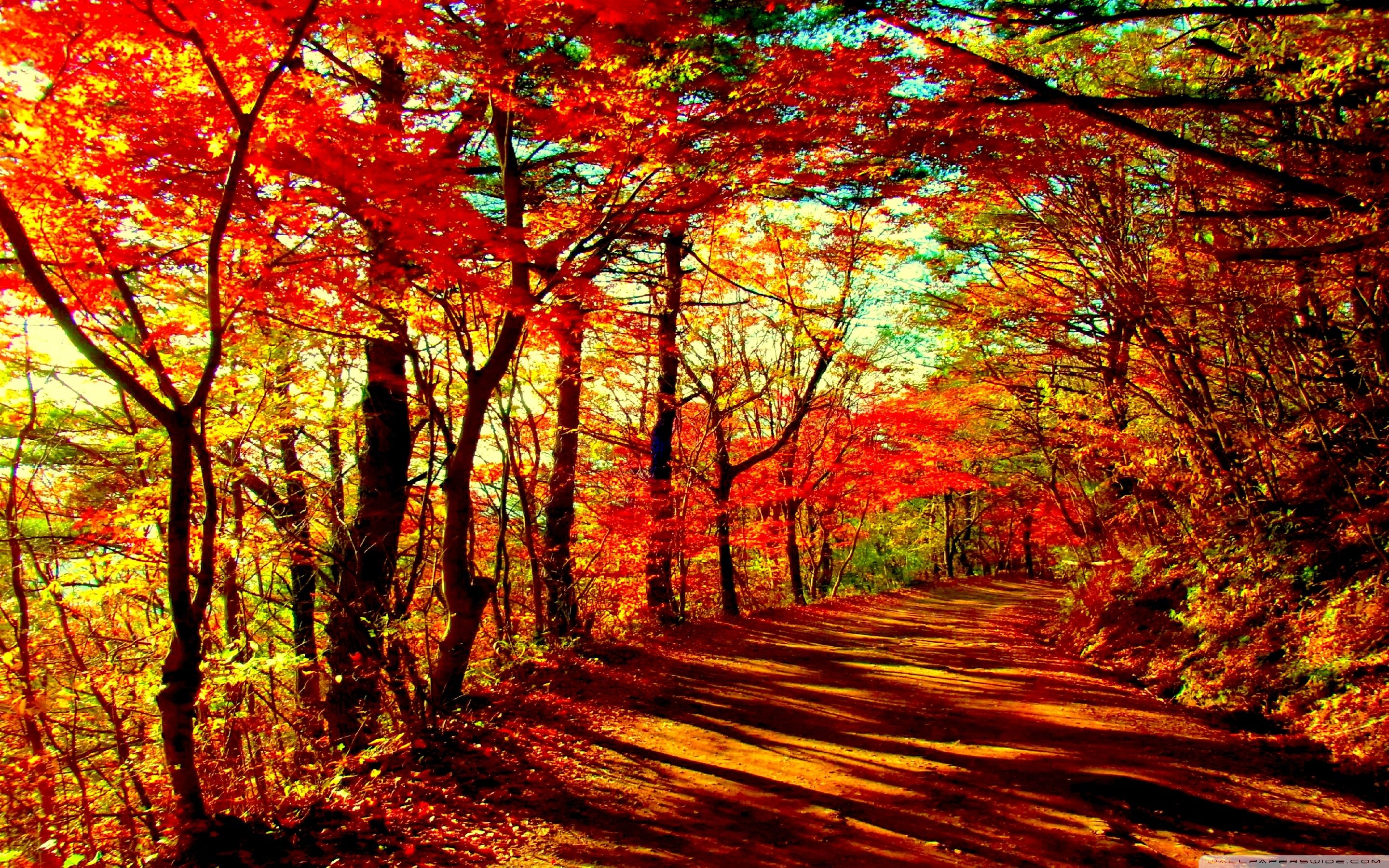 Autumn Forest Wallpapers