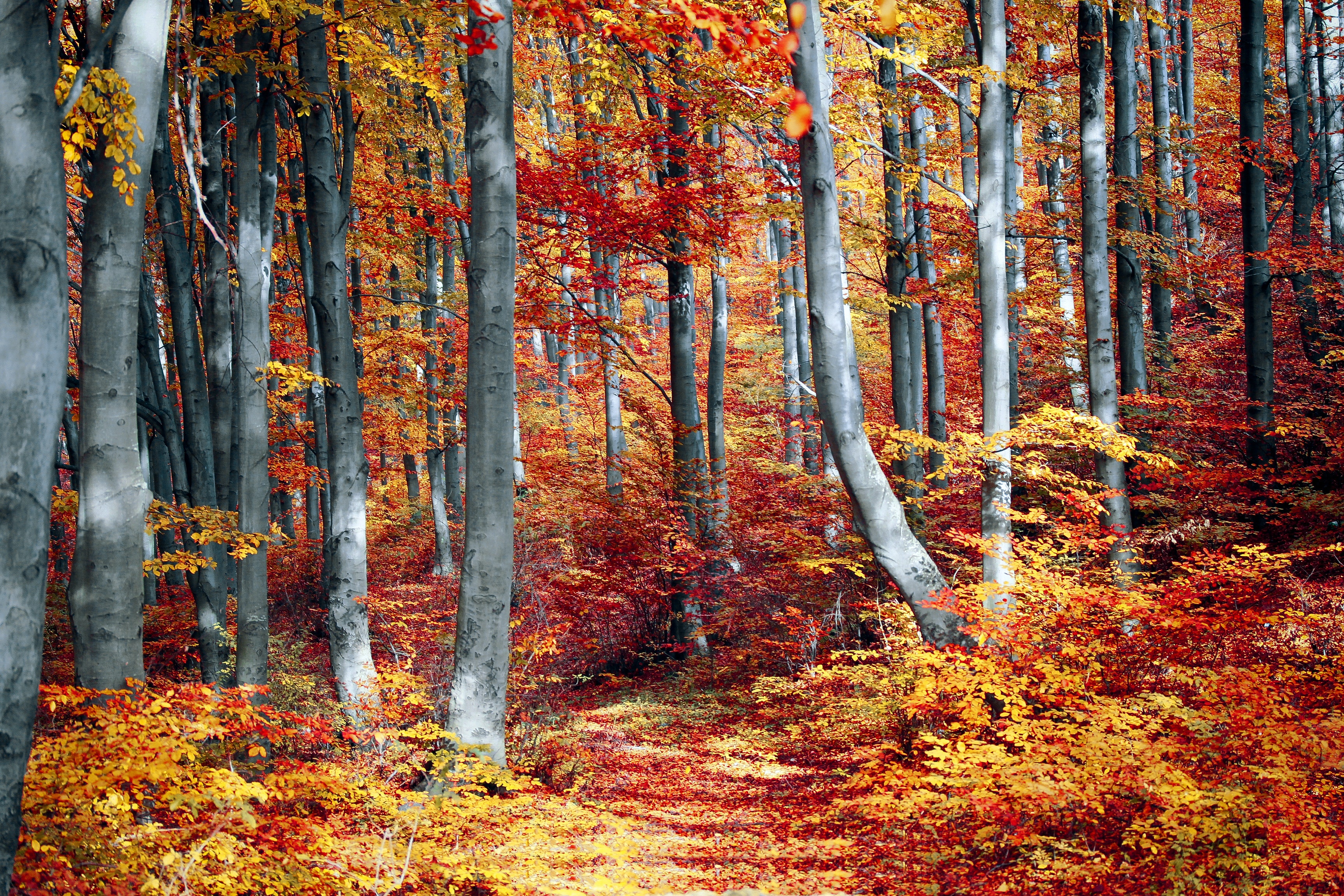 Autumn Forest Wallpapers