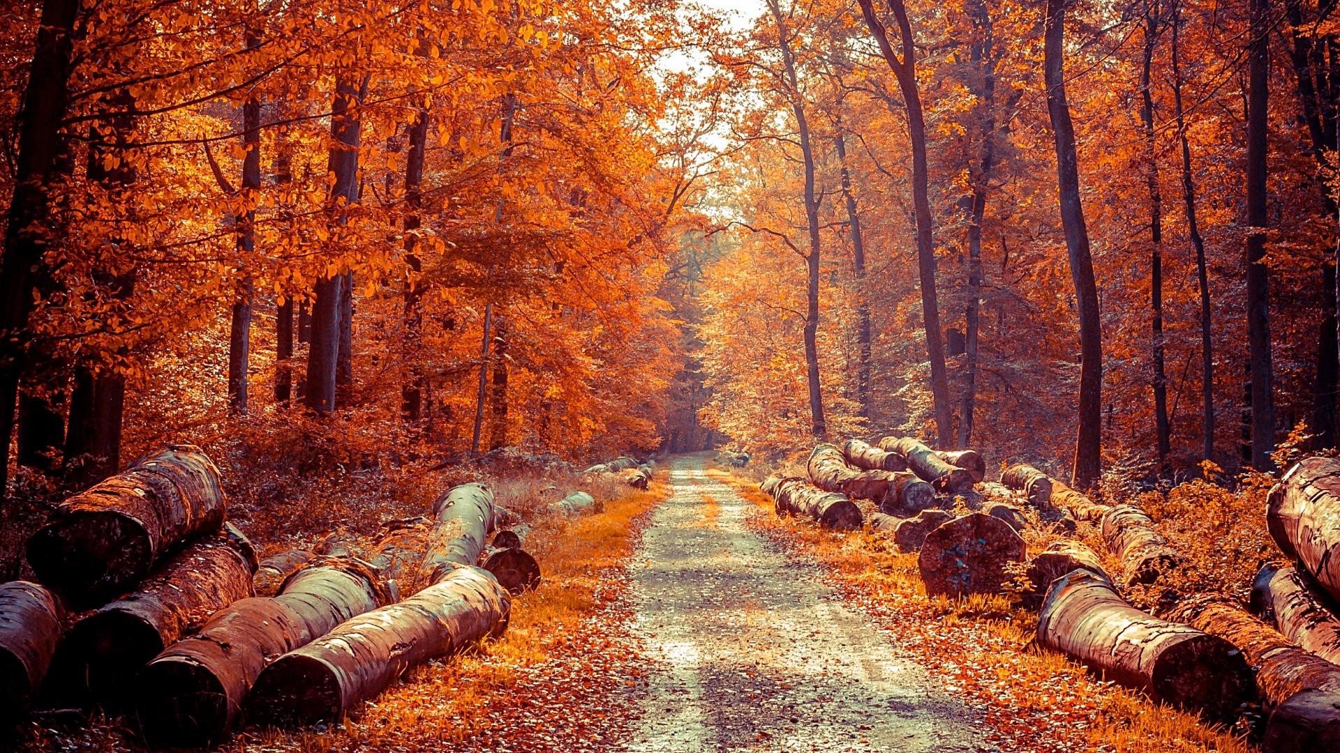 Autumn Forest Wallpapers