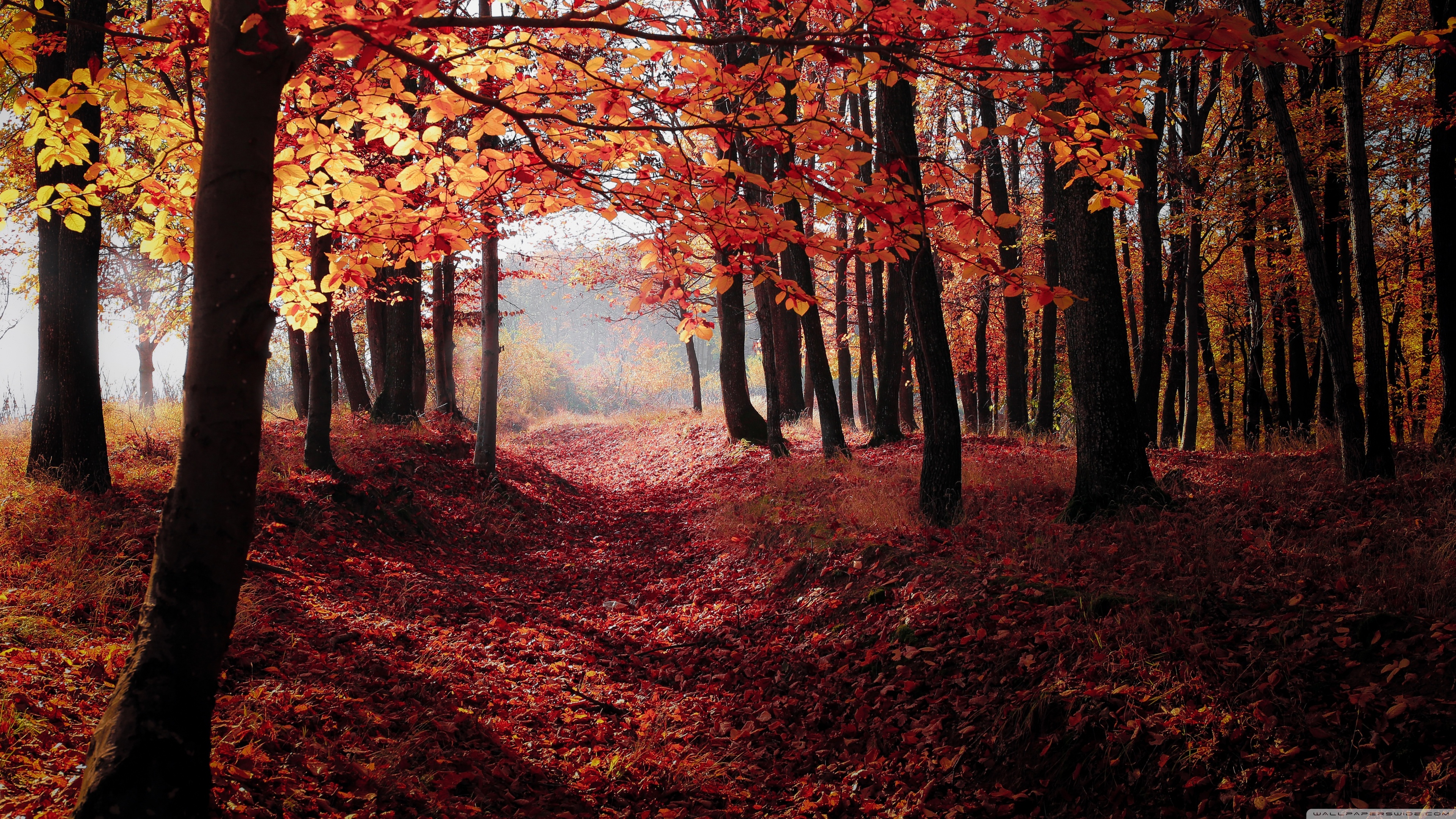 Autumn Forest Wallpapers