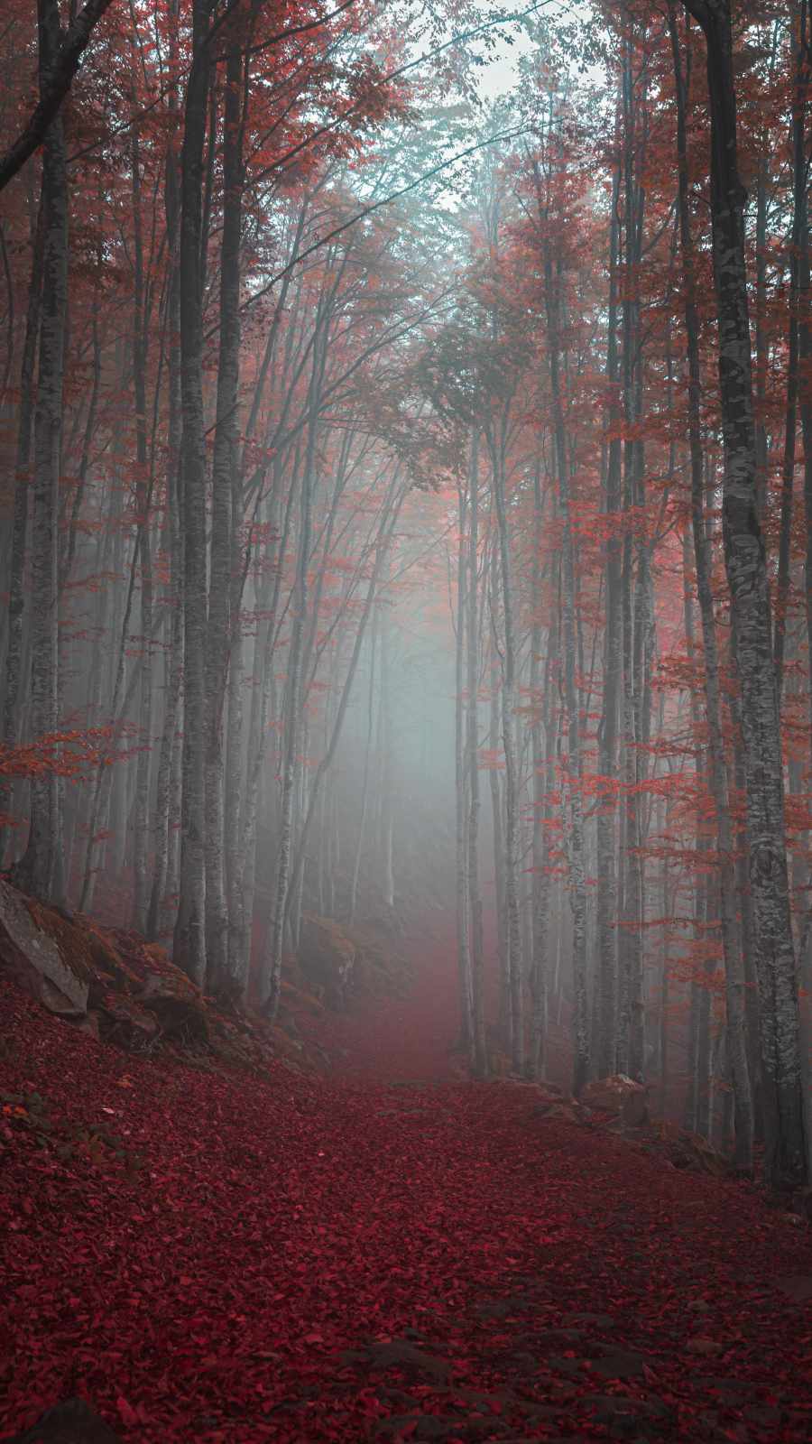 Autumn Forest Iphone Wallpapers