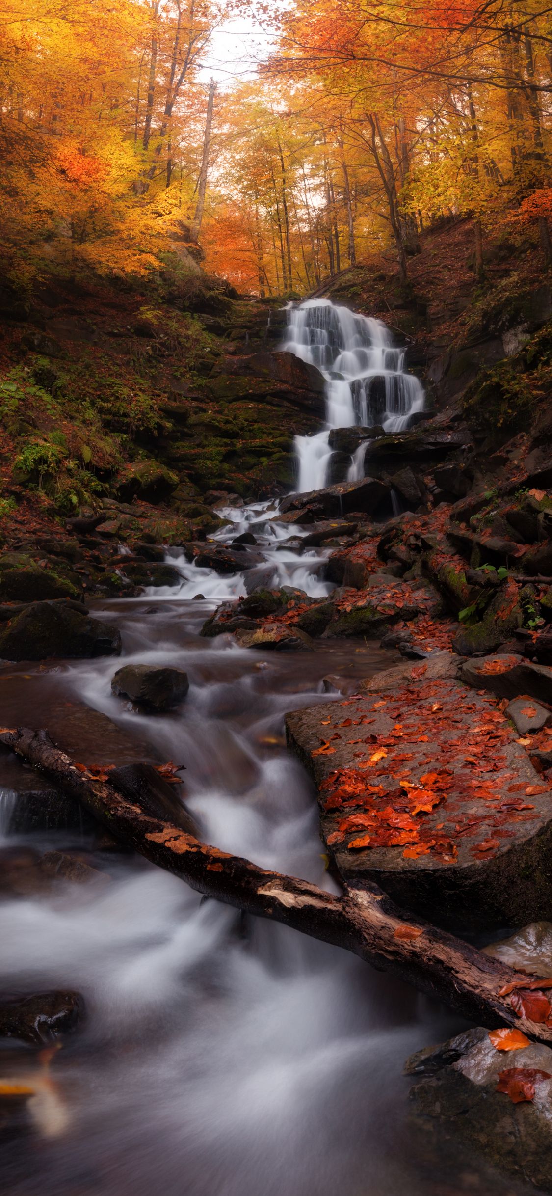 Autumn Forest Iphone Wallpapers