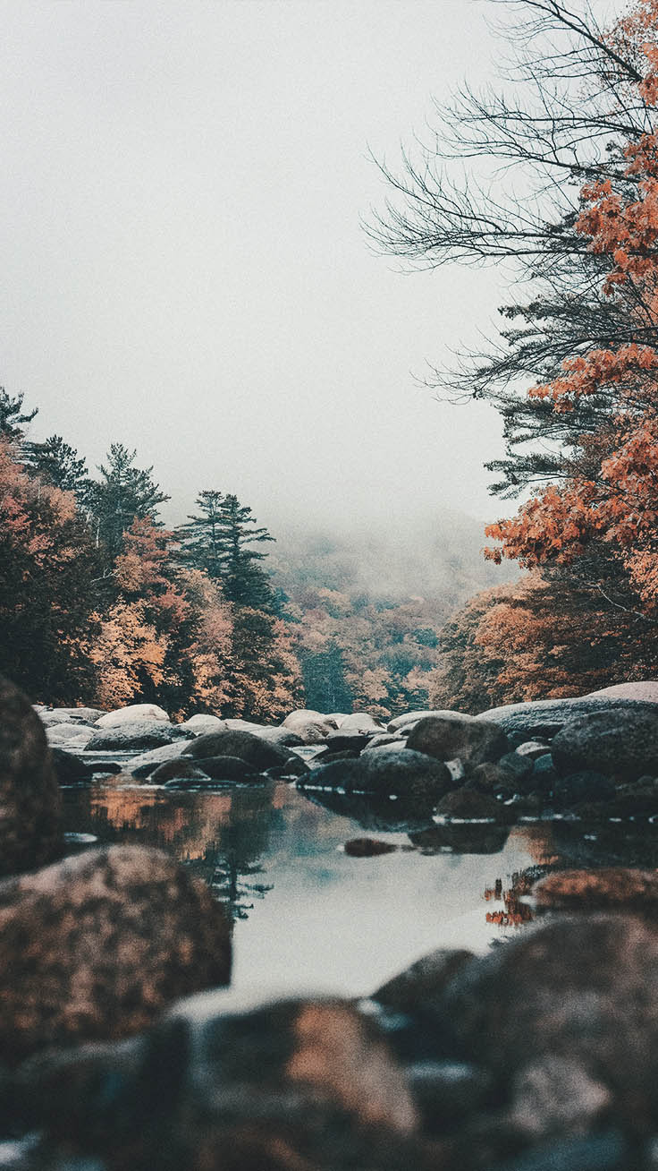 Autumn Forest Iphone Wallpapers
