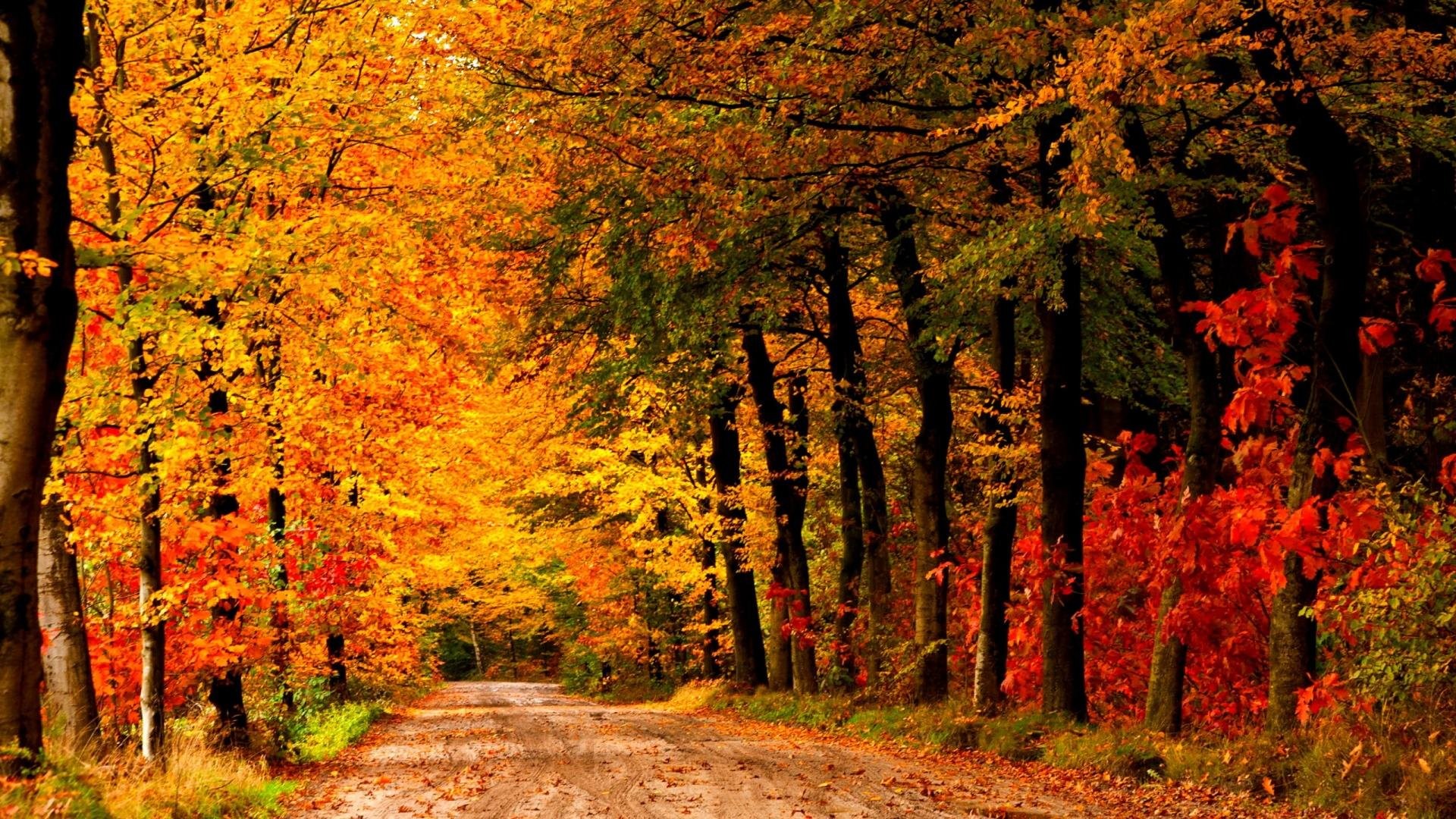 Autumn Forest Path Hd Wallpapers