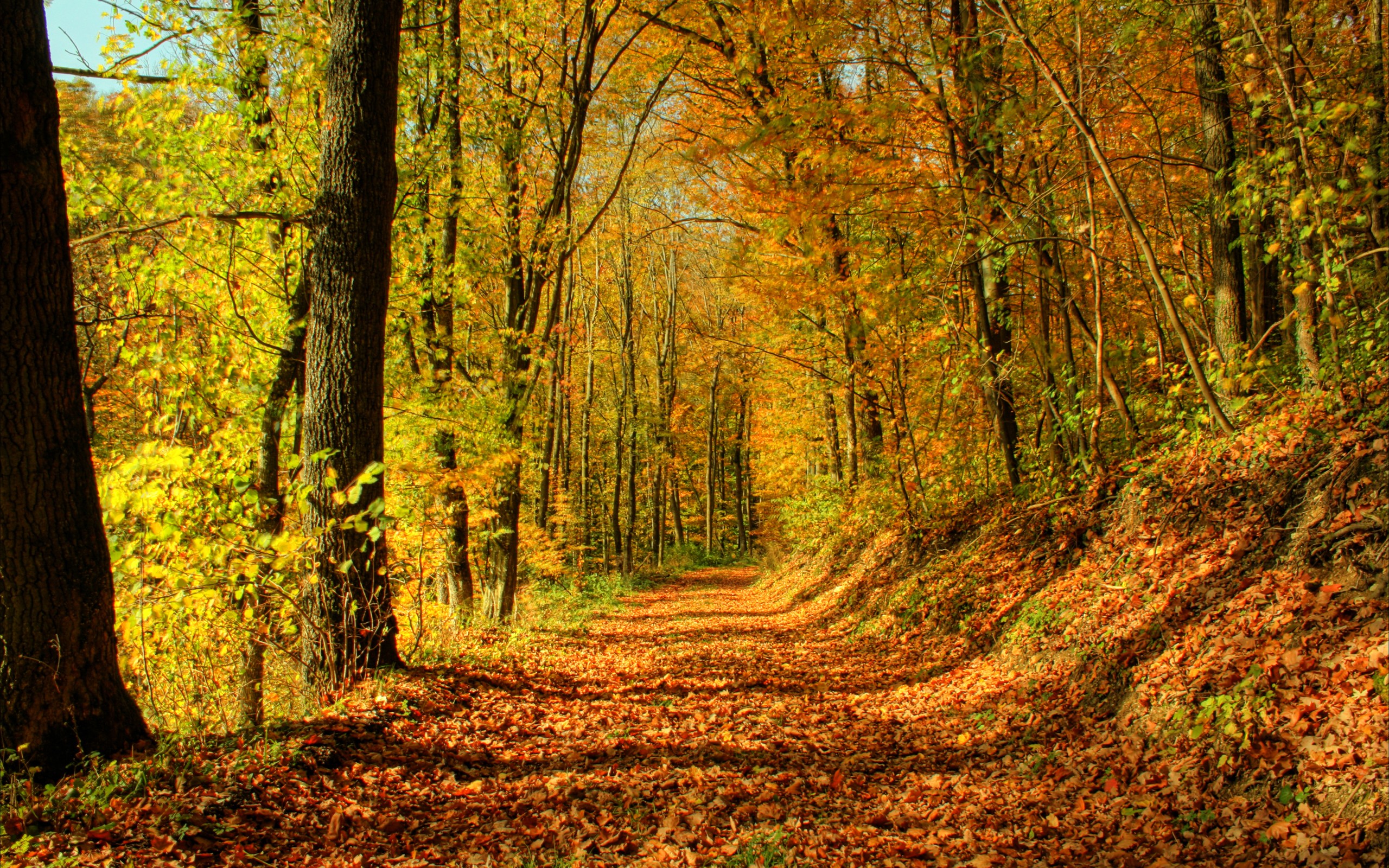 Autumn Forest Path Hd Wallpapers