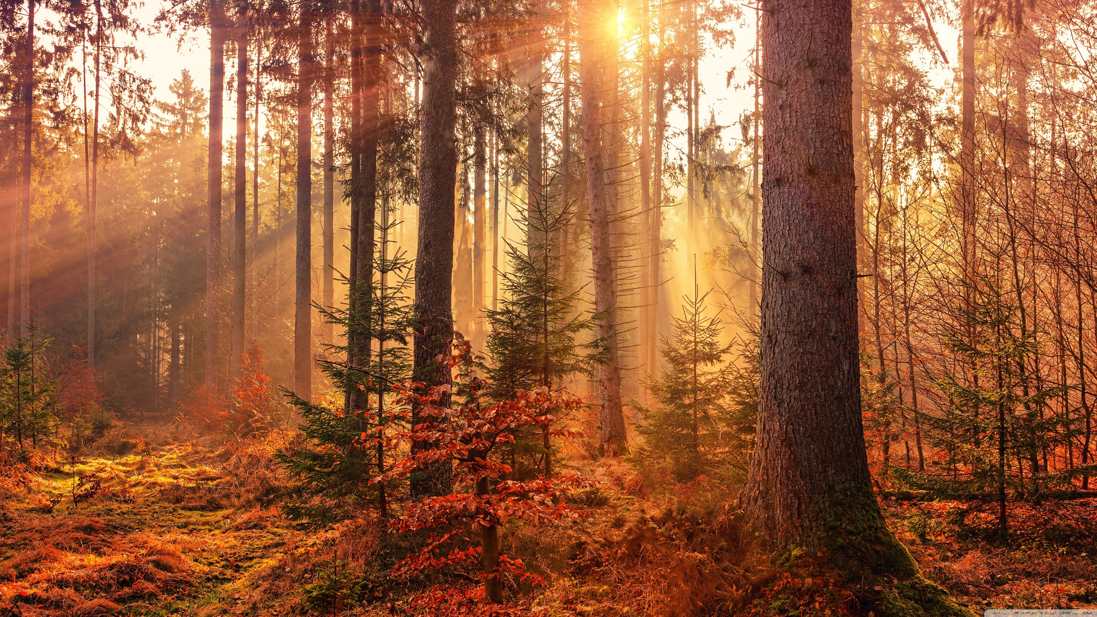 Autumn Forest Path Hd Wallpapers