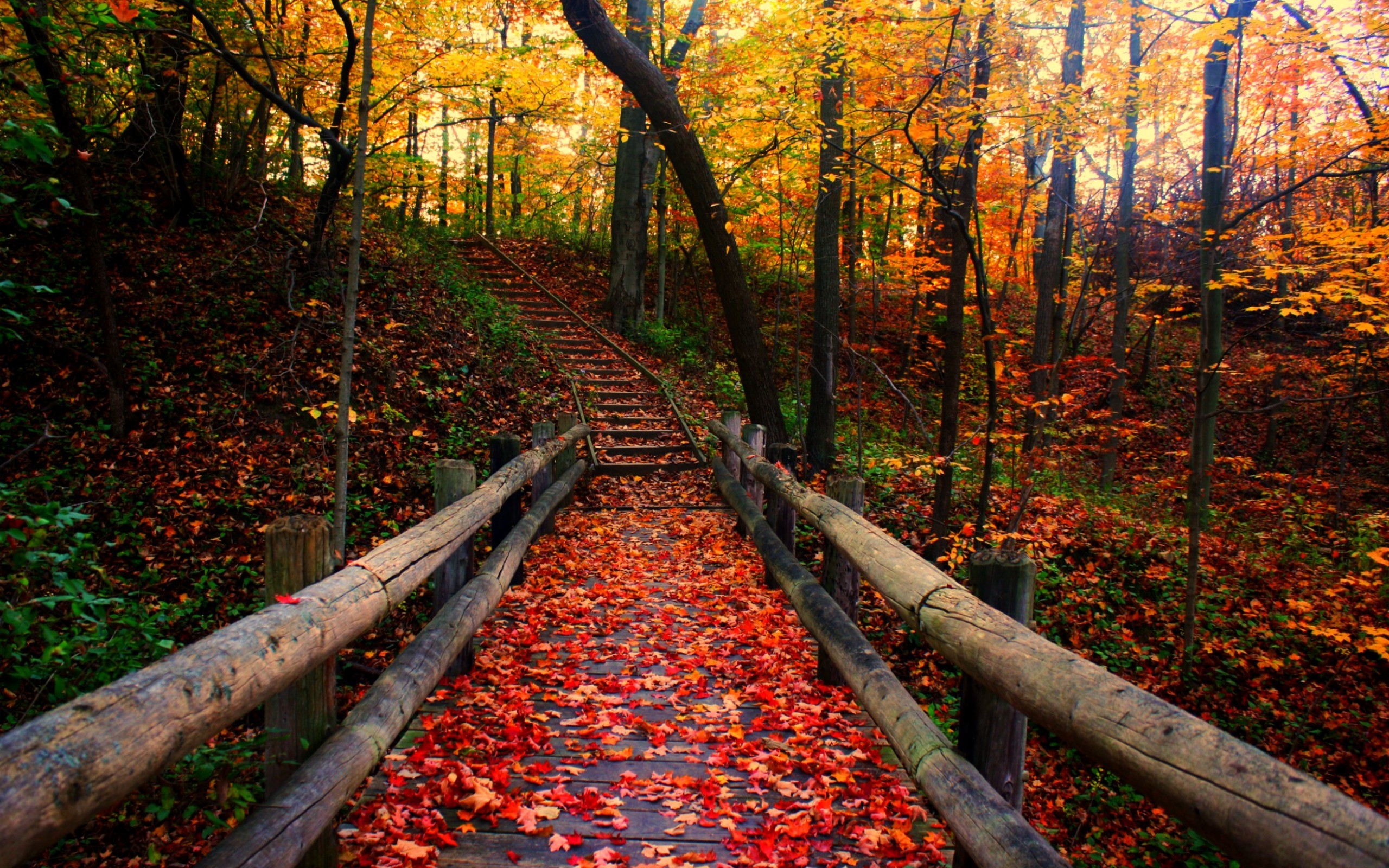 Autumn Forest Path Hd Wallpapers