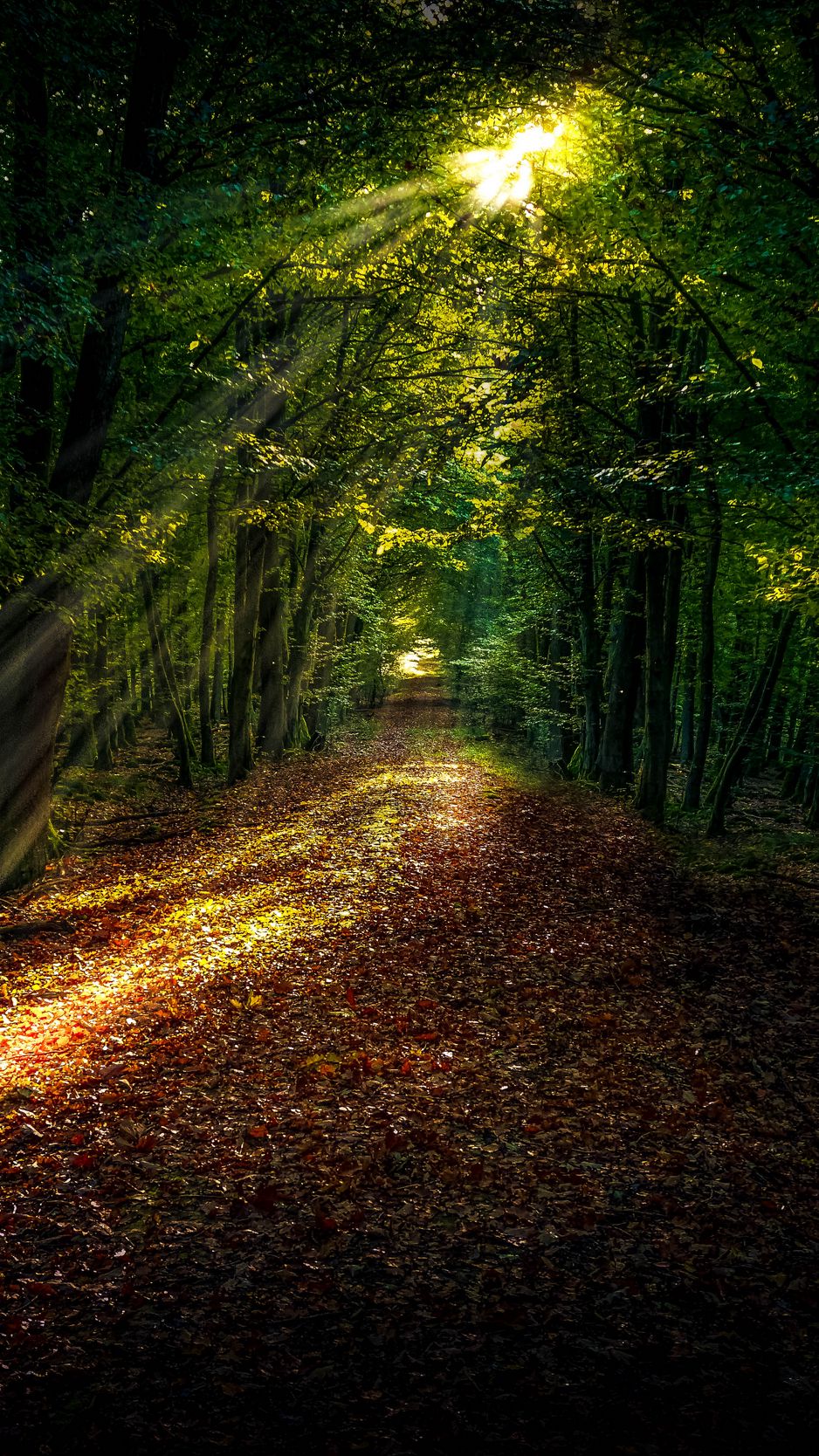 Autumn Forest Path Hd Wallpapers