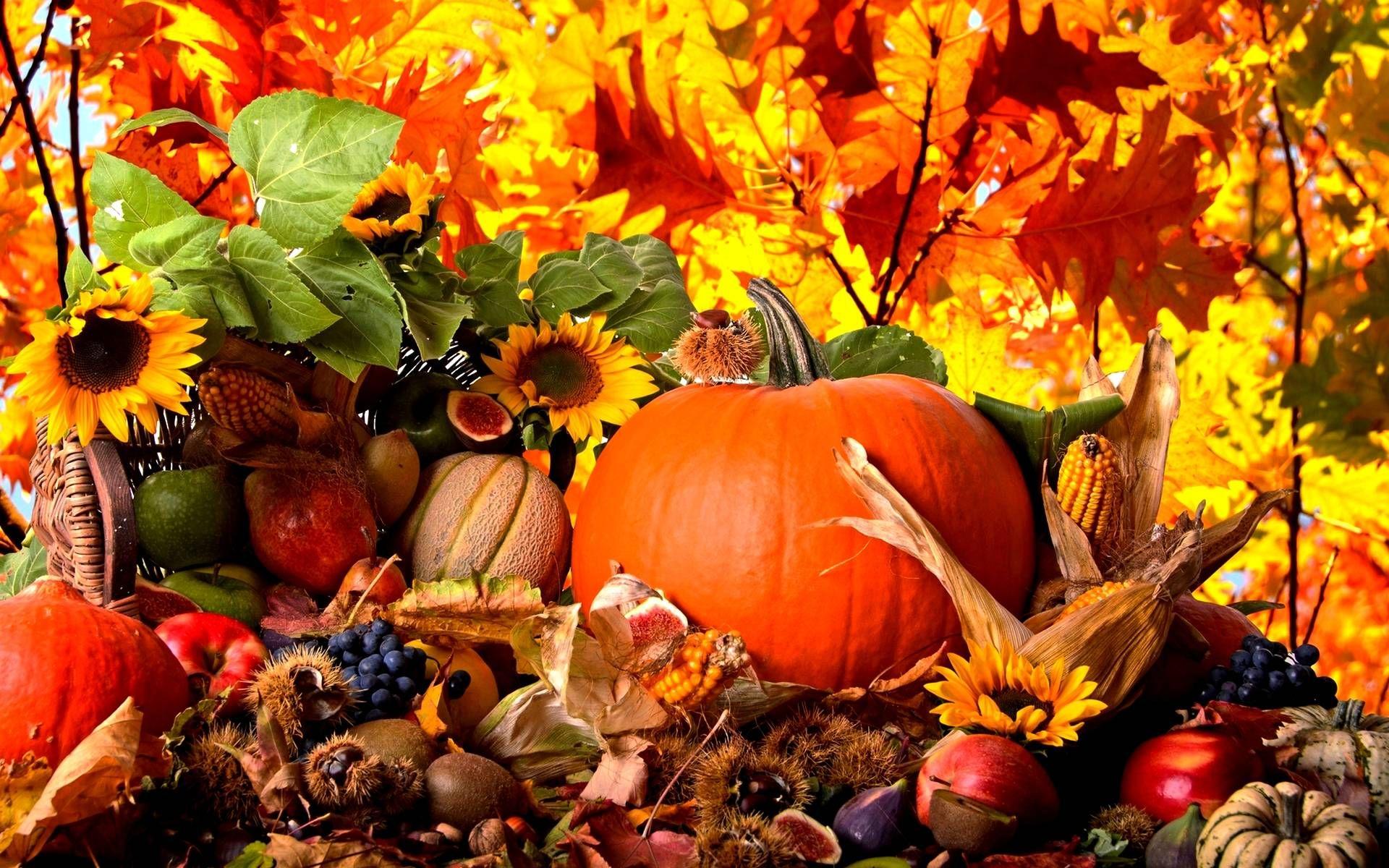 Autumn Harvest Pumpkin Wallpapers