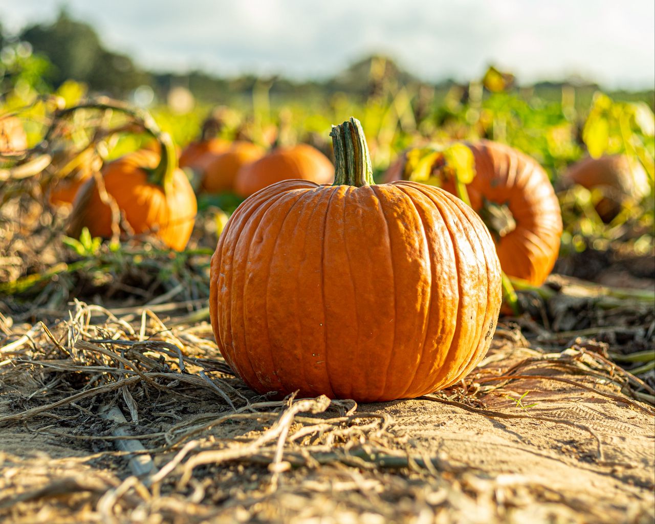 Autumn Harvest Pumpkin Wallpapers