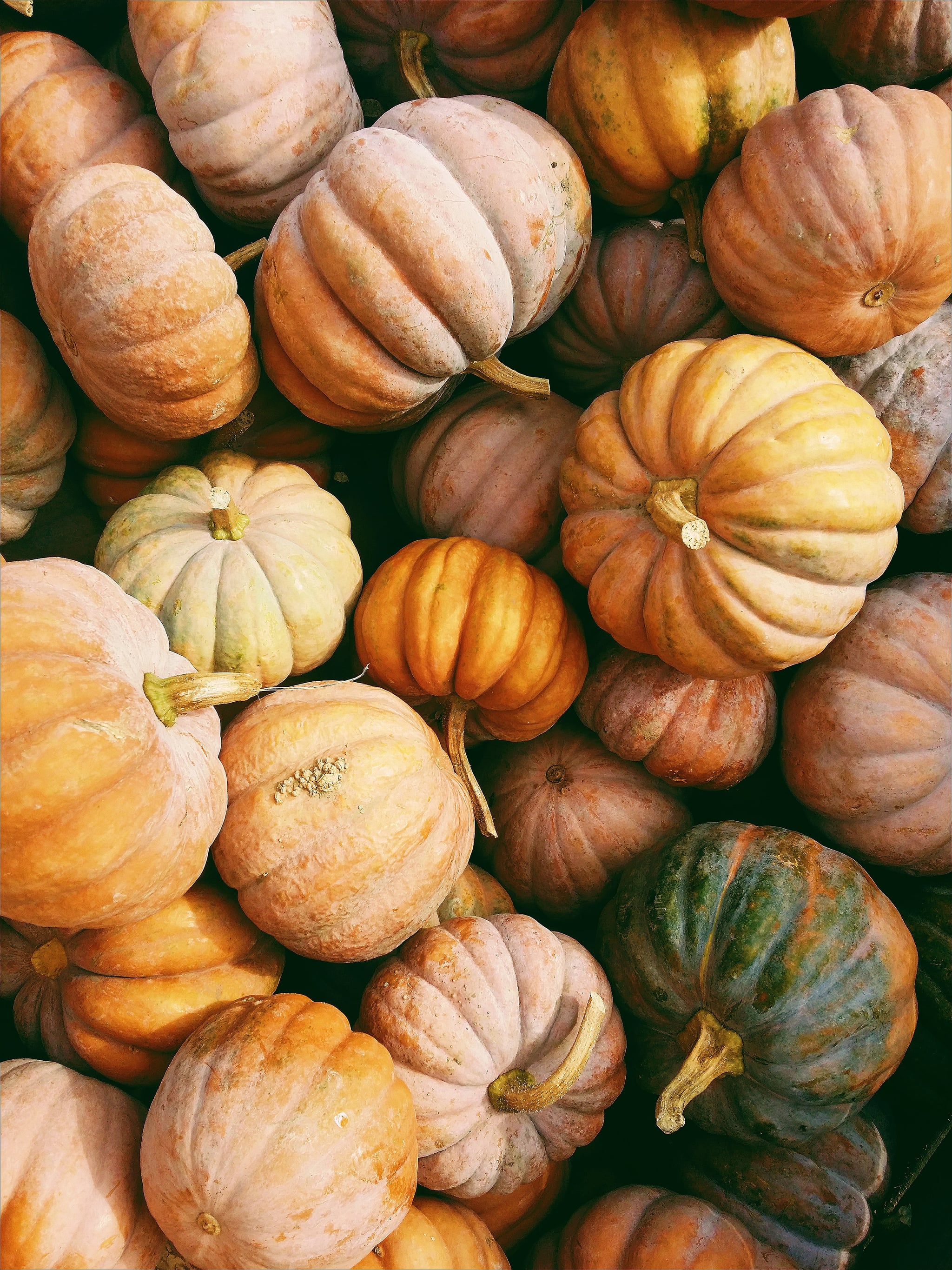 Autumn Harvest Pumpkin Wallpapers
