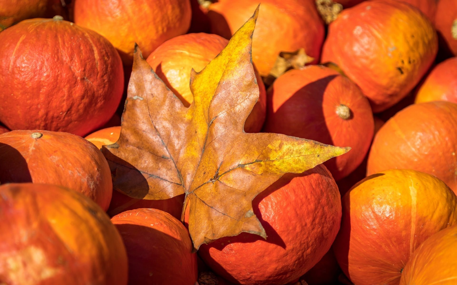 Autumn Harvest Pumpkin Wallpapers