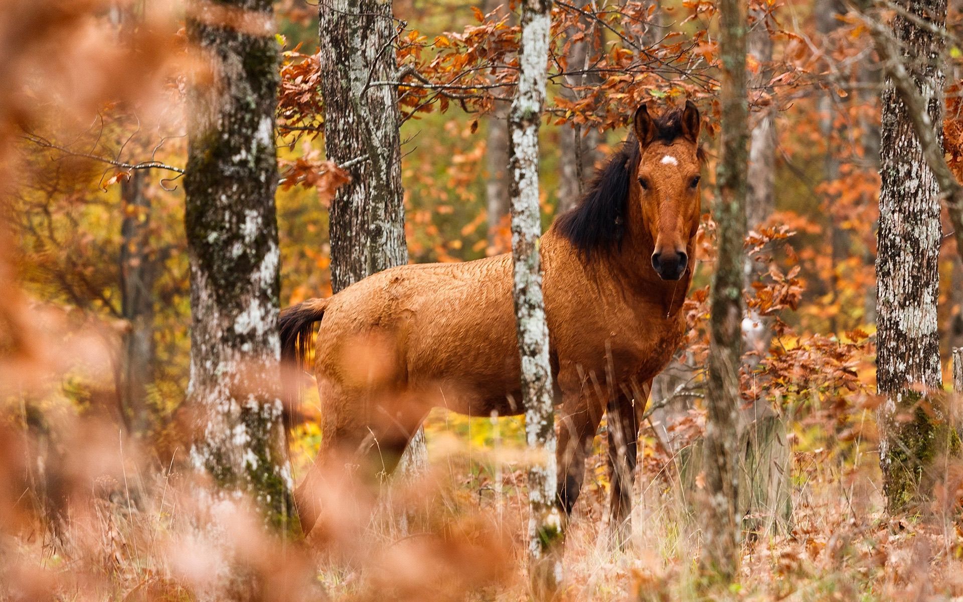 Autumn Horse Wallpapers