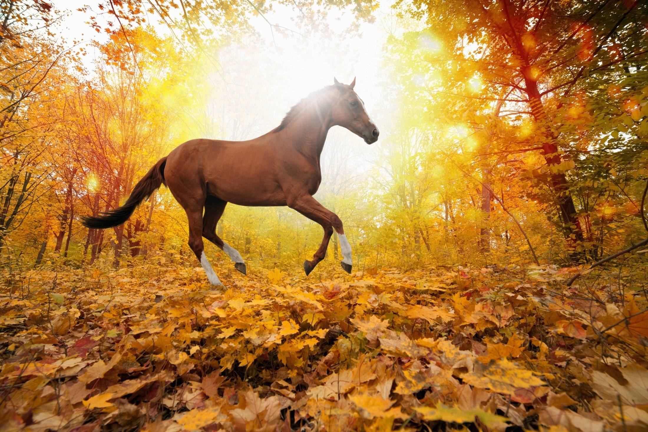 Autumn Horse Wallpapers