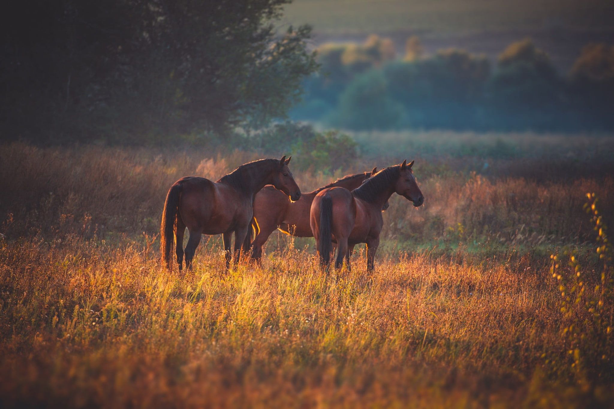 Autumn Horse Wallpapers