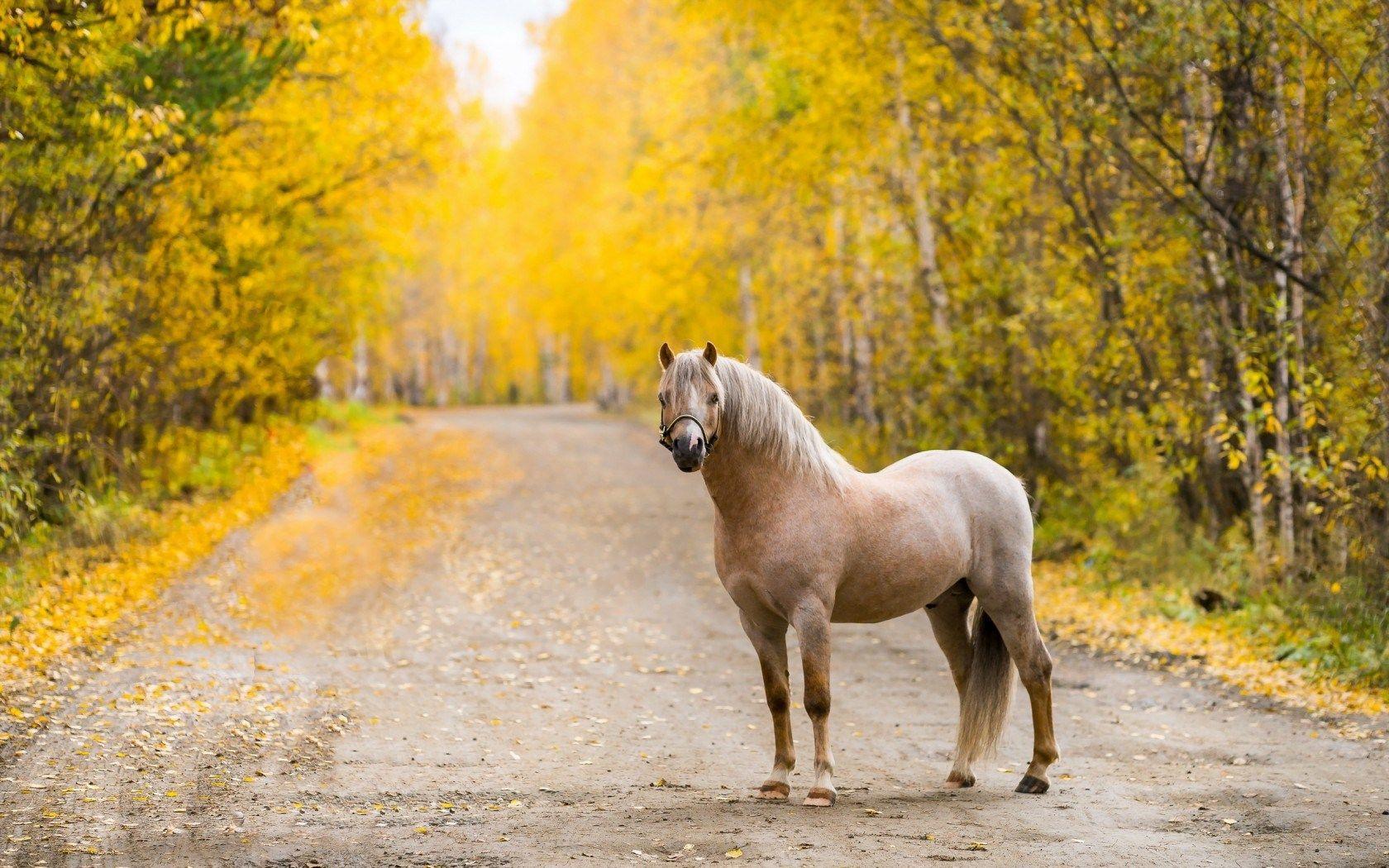 Autumn Horse Wallpapers