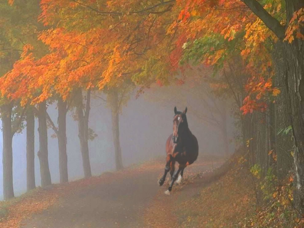 Autumn Horse Wallpapers