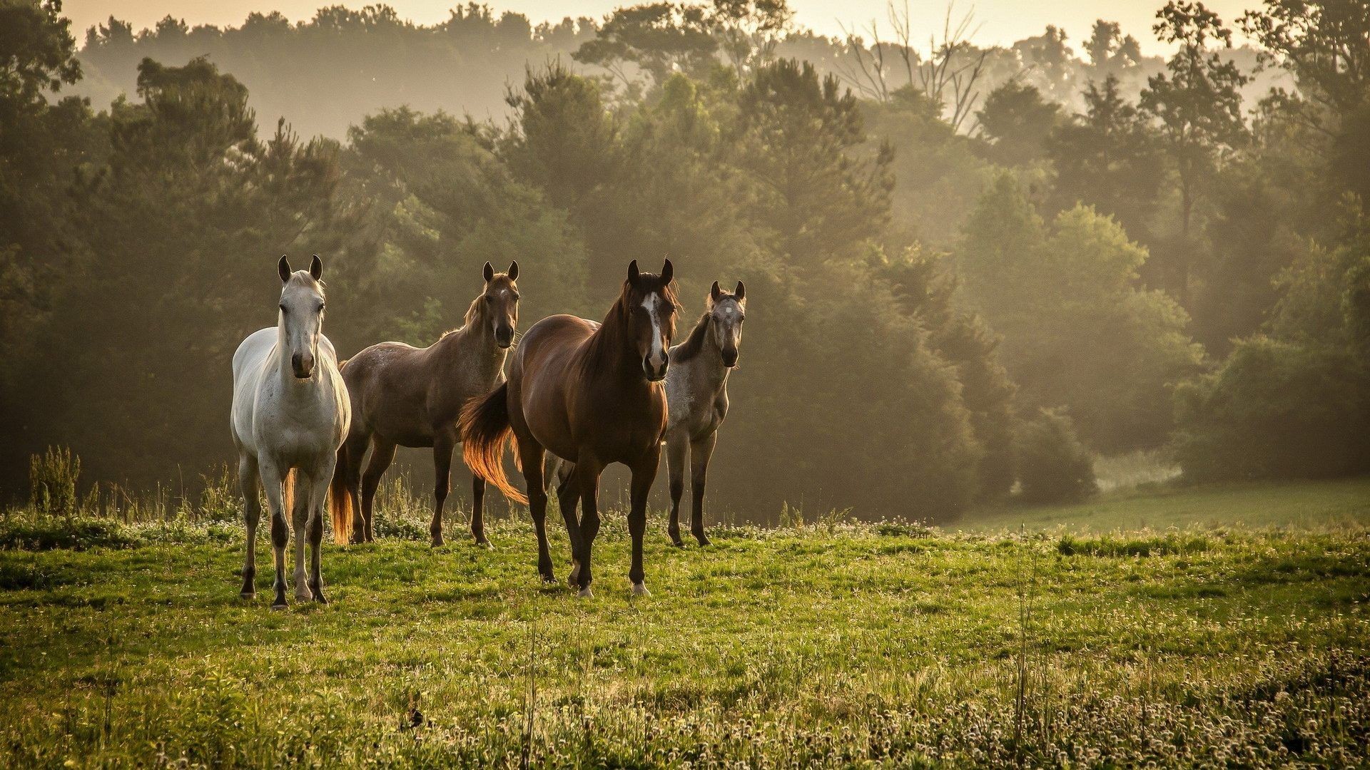 Autumn Horse Wallpapers