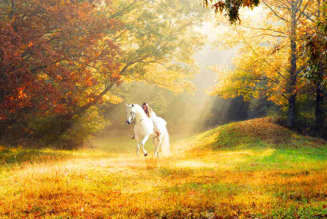 Autumn Horse Wallpapers