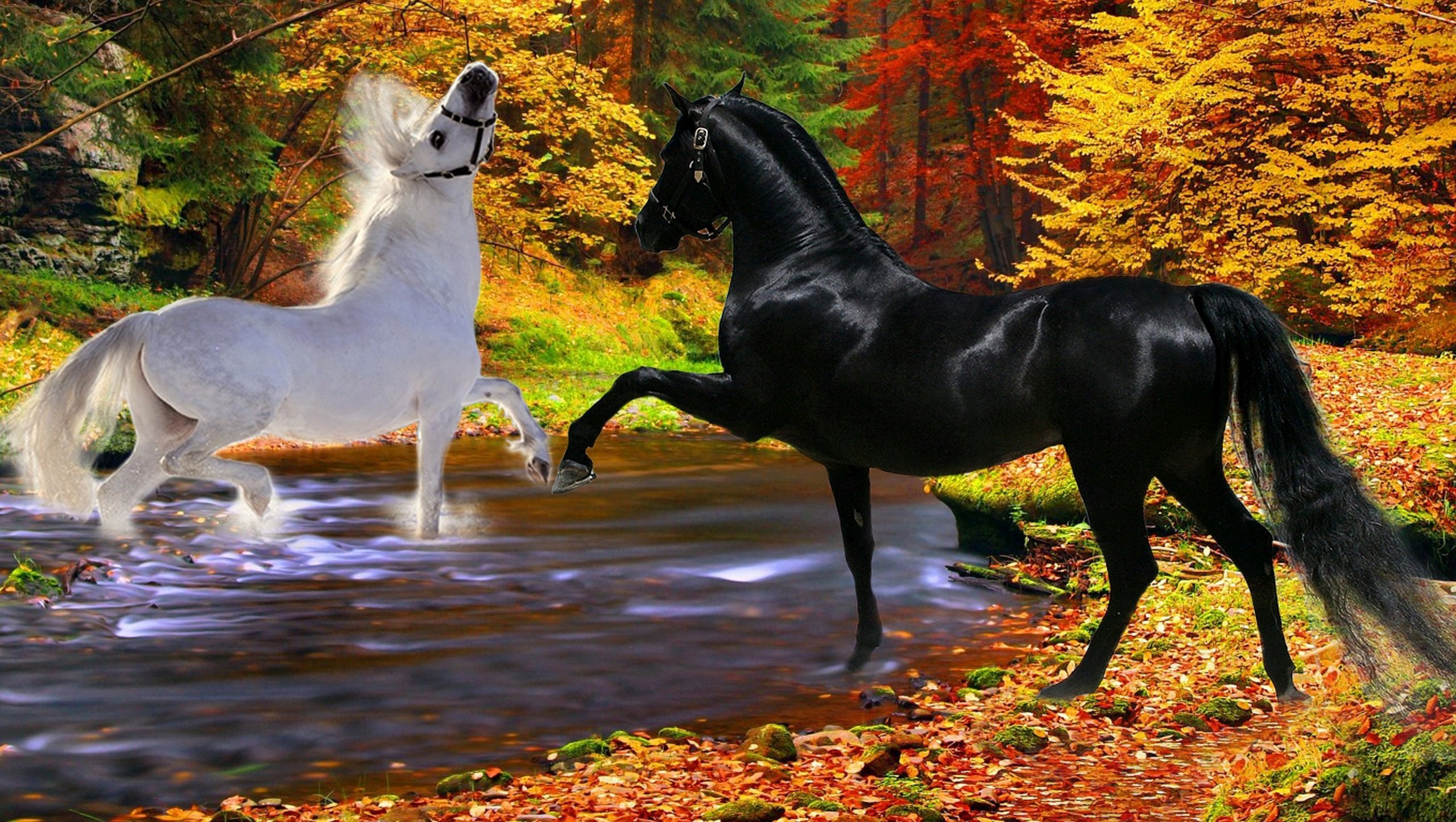 Autumn Horse Wallpapers