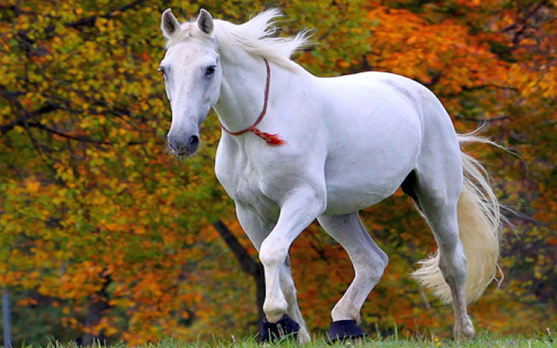 Autumn Horse Wallpapers