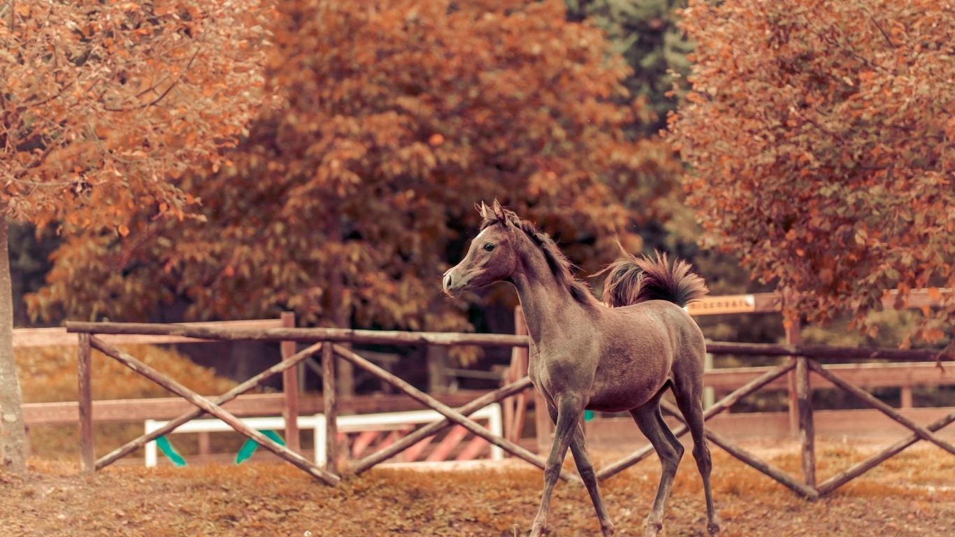 Autumn Horse Wallpapers