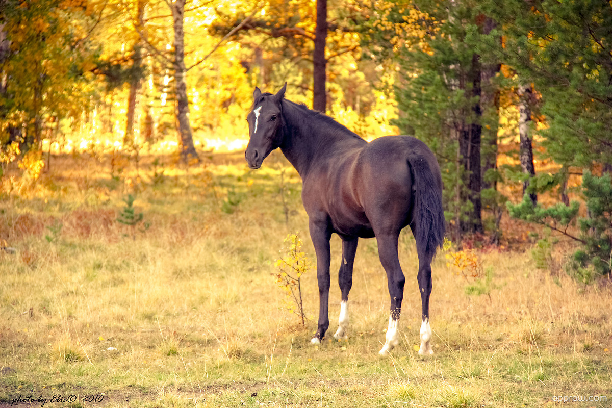 Autumn Horse Wallpapers