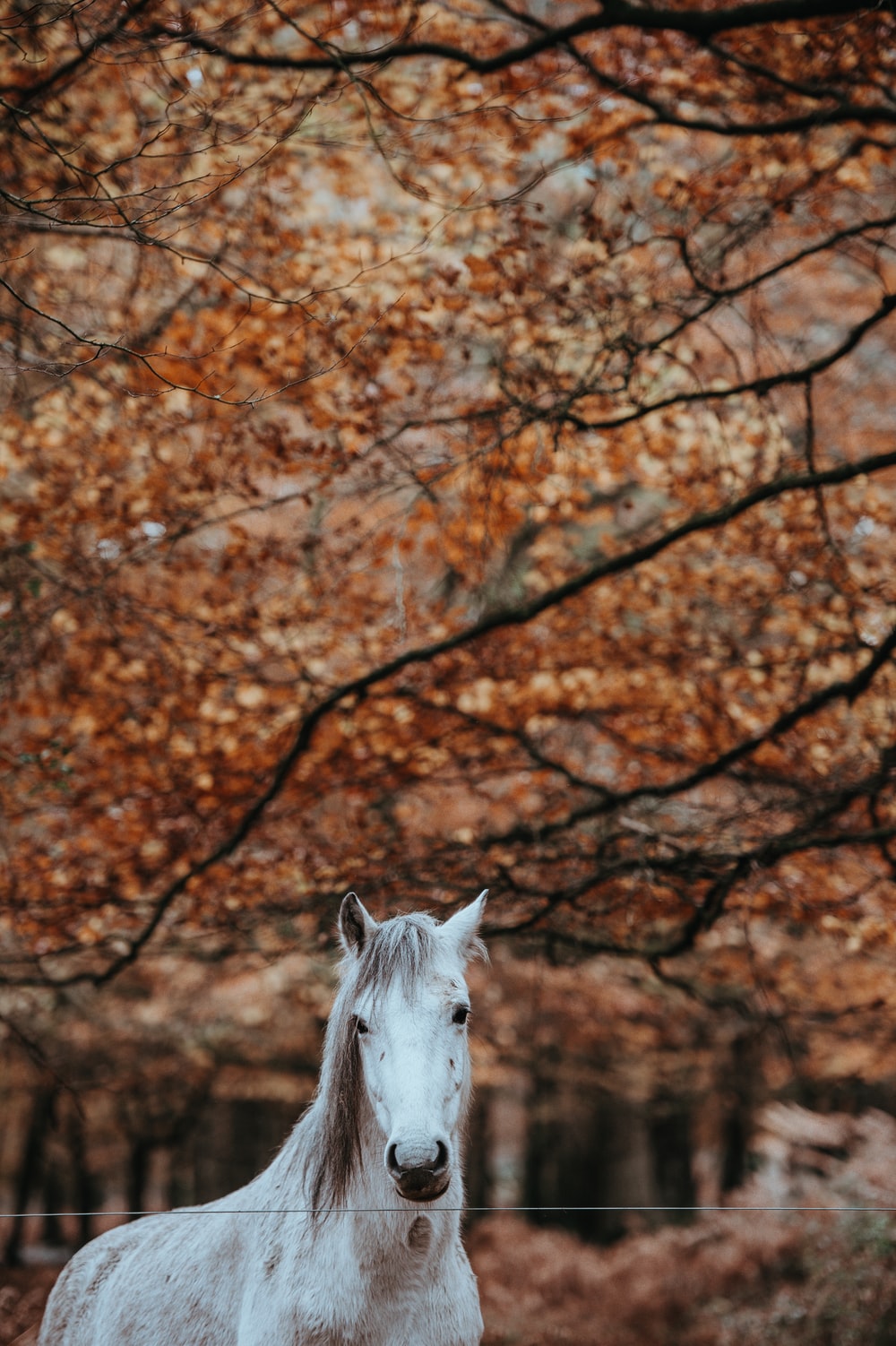 Autumn Horse Wallpapers