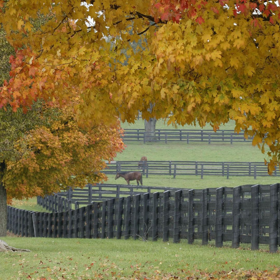 Autumn Horse Wallpapers