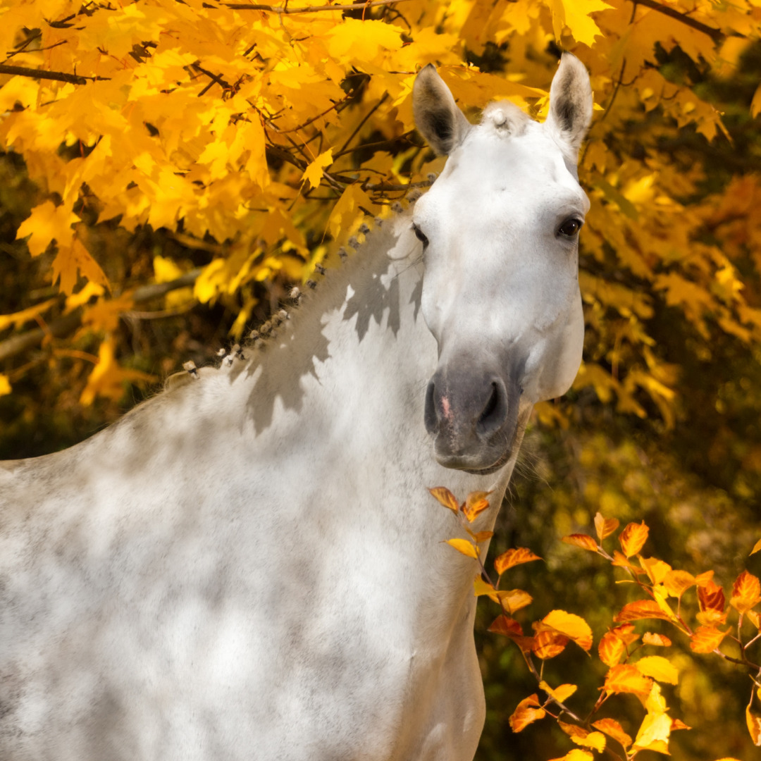 Autumn Horse Wallpapers